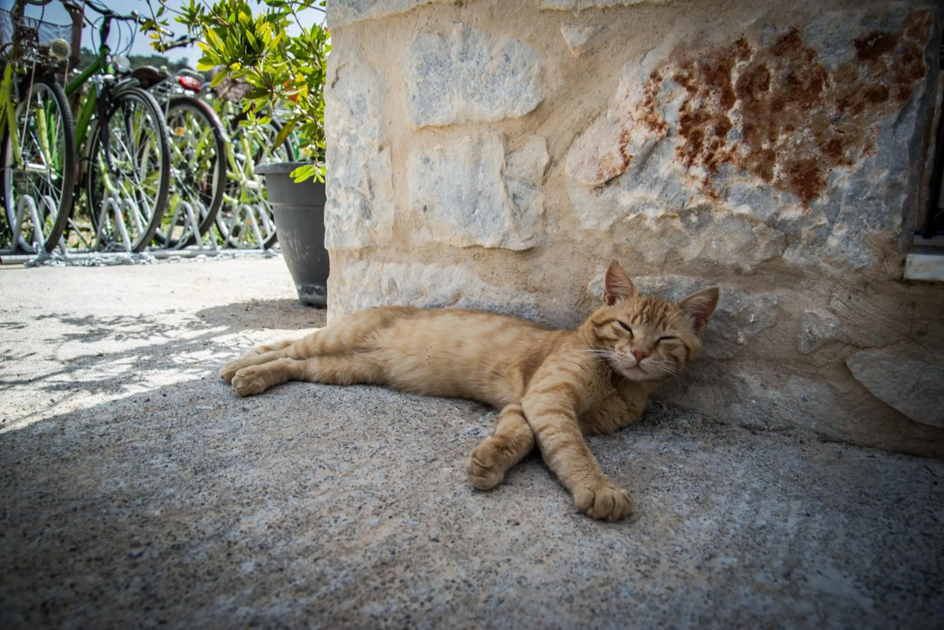 Property building in The Olive Yard
