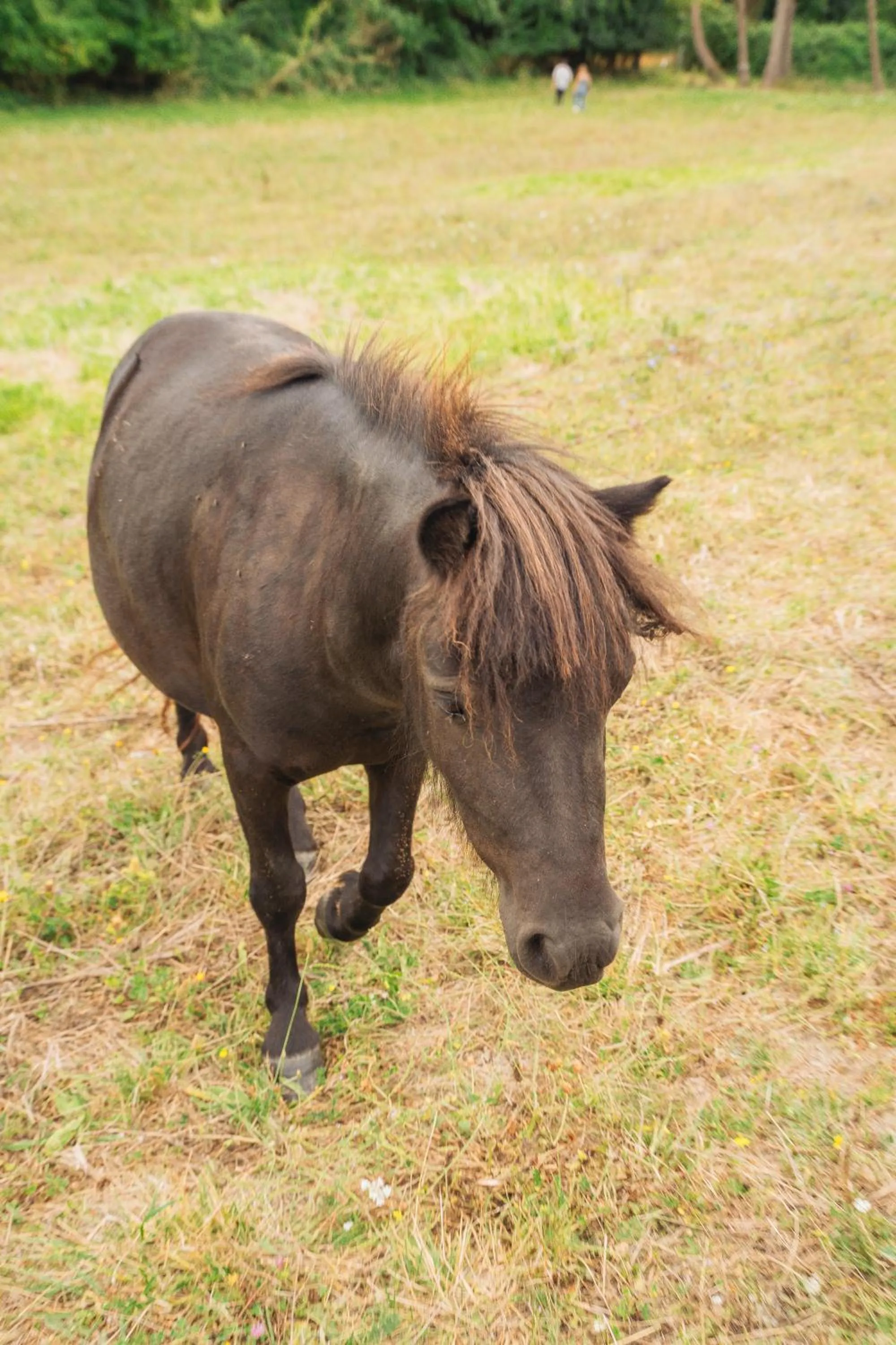 Pets in Château De Noirieux