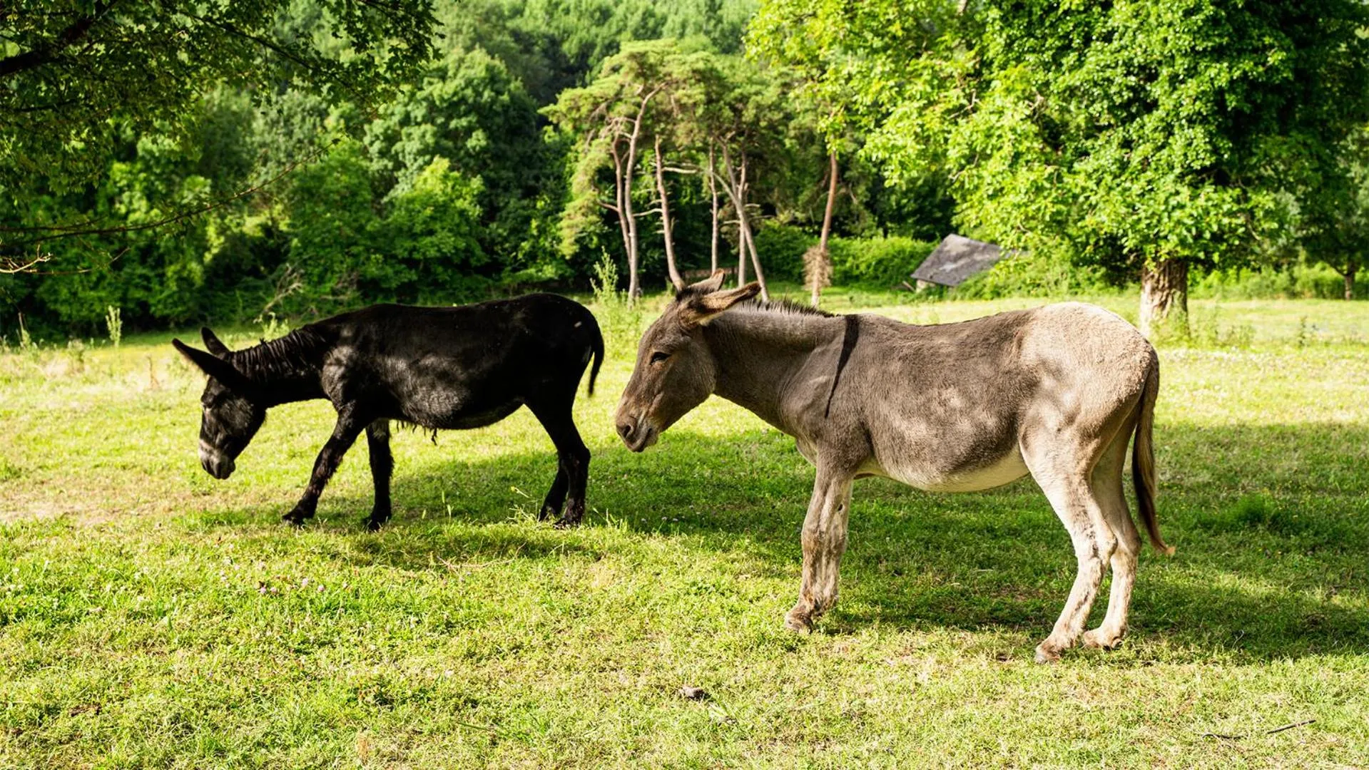 Pets in Château De Noirieux