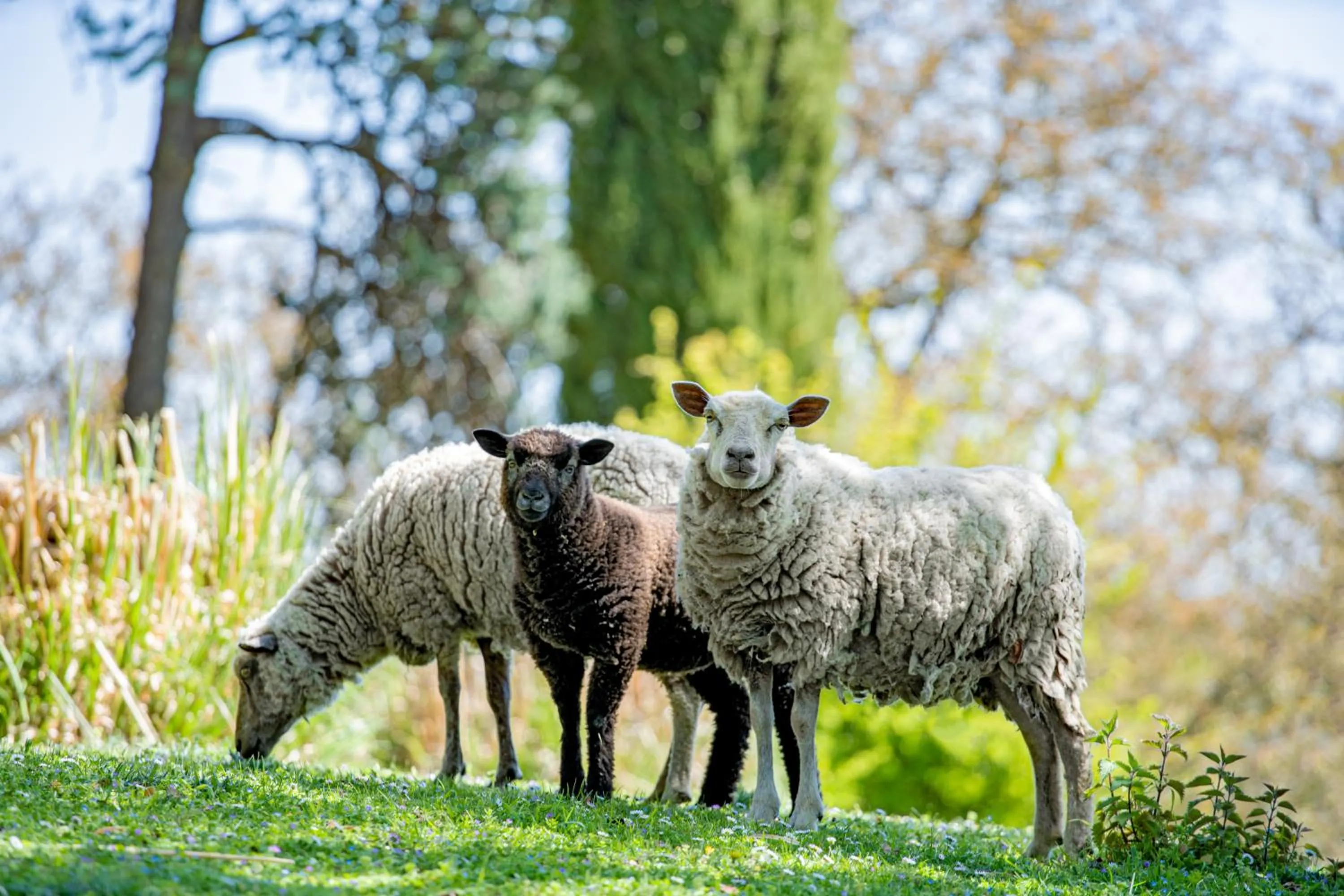 Spring in Château De Noirieux
