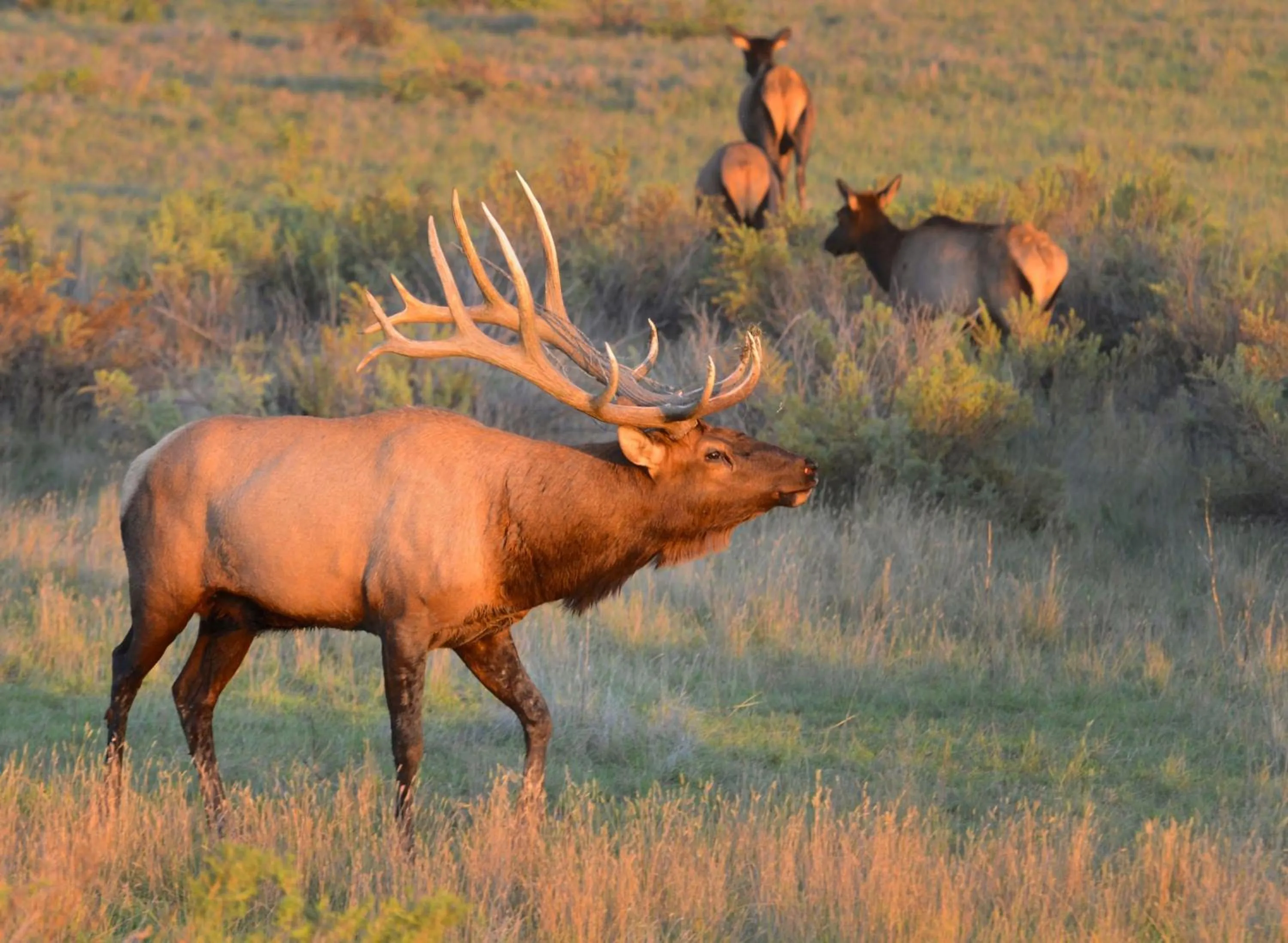 Area and facilities in Staybridge Suites Great Falls by IHG