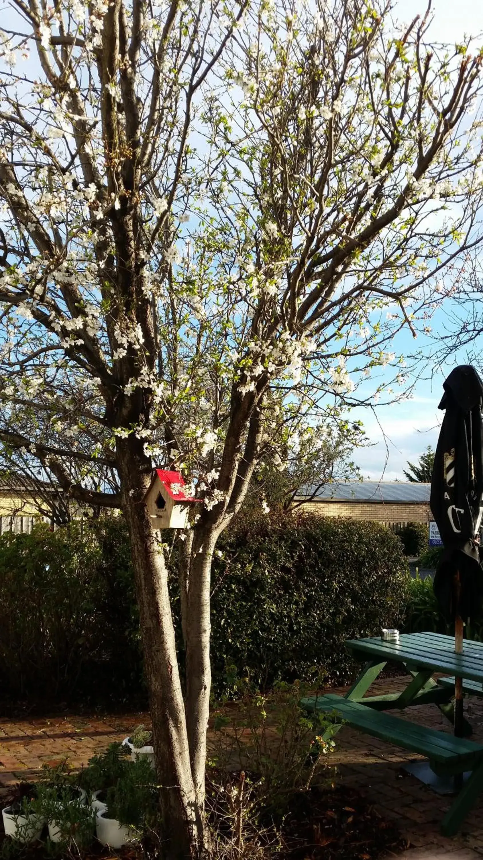 Garden in Sorell Barracks Garden in Sorell Barracks