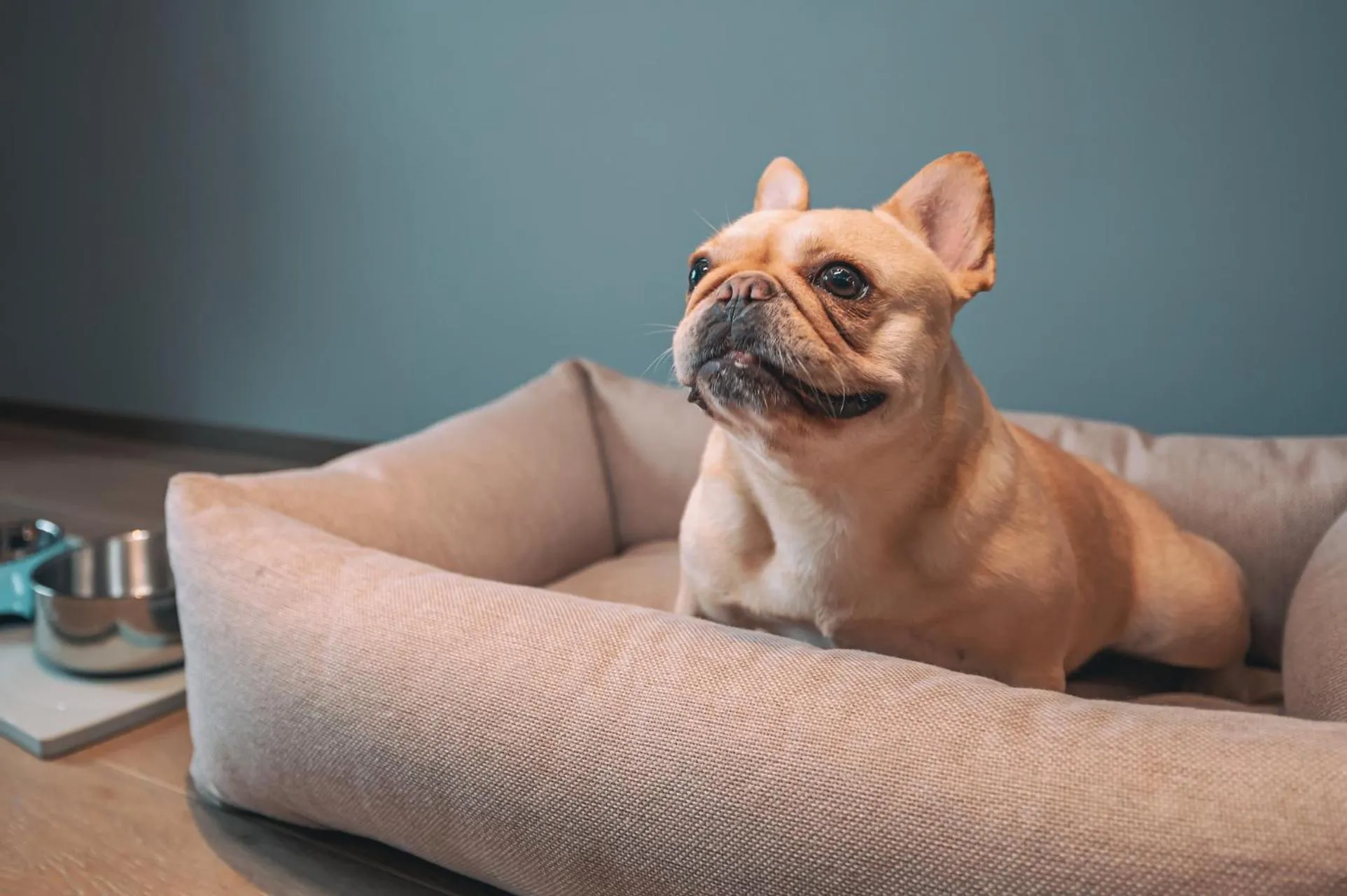 Pets in CHAO Sanlitun Beijing