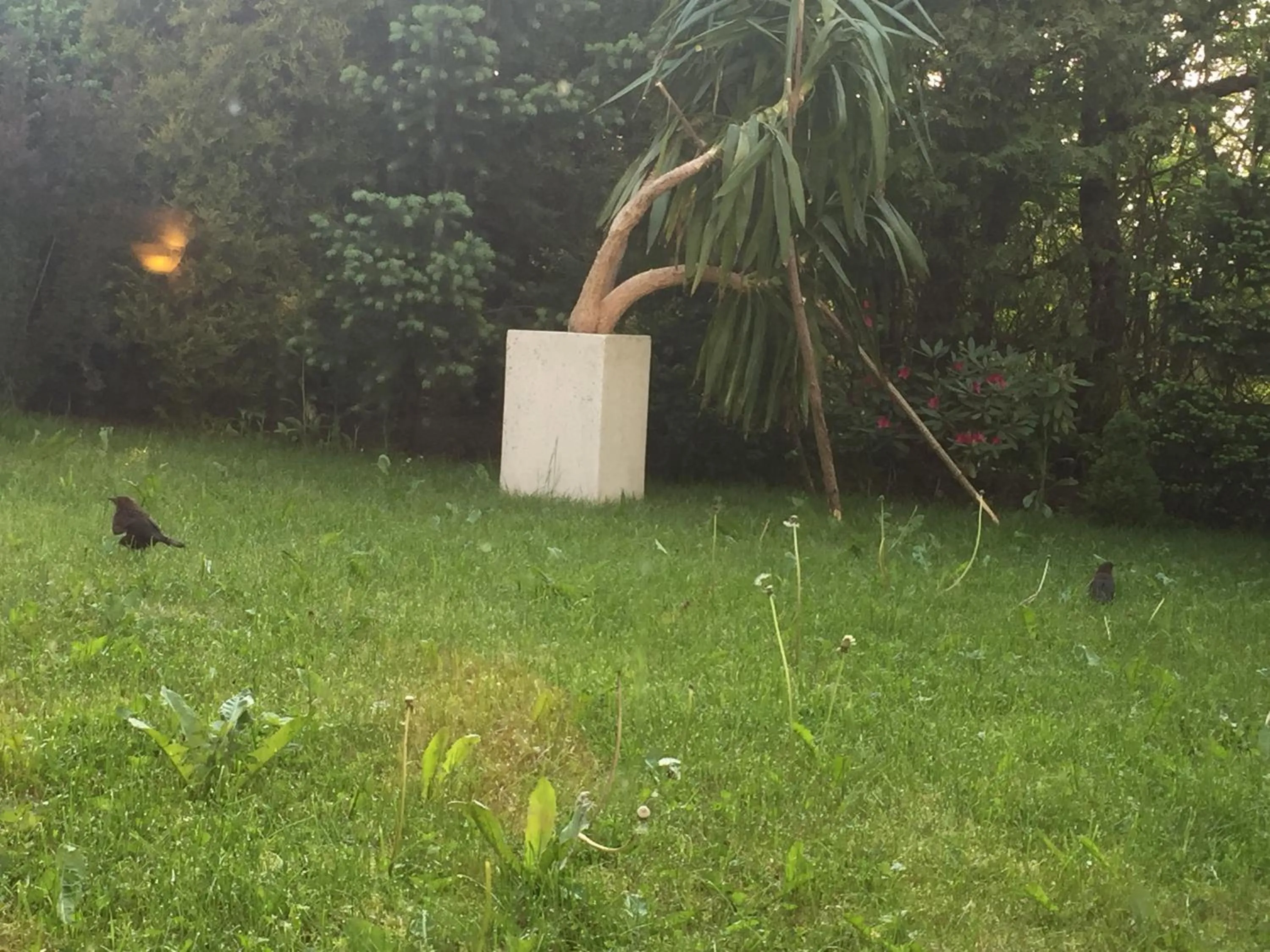 Garden in Panorama BH