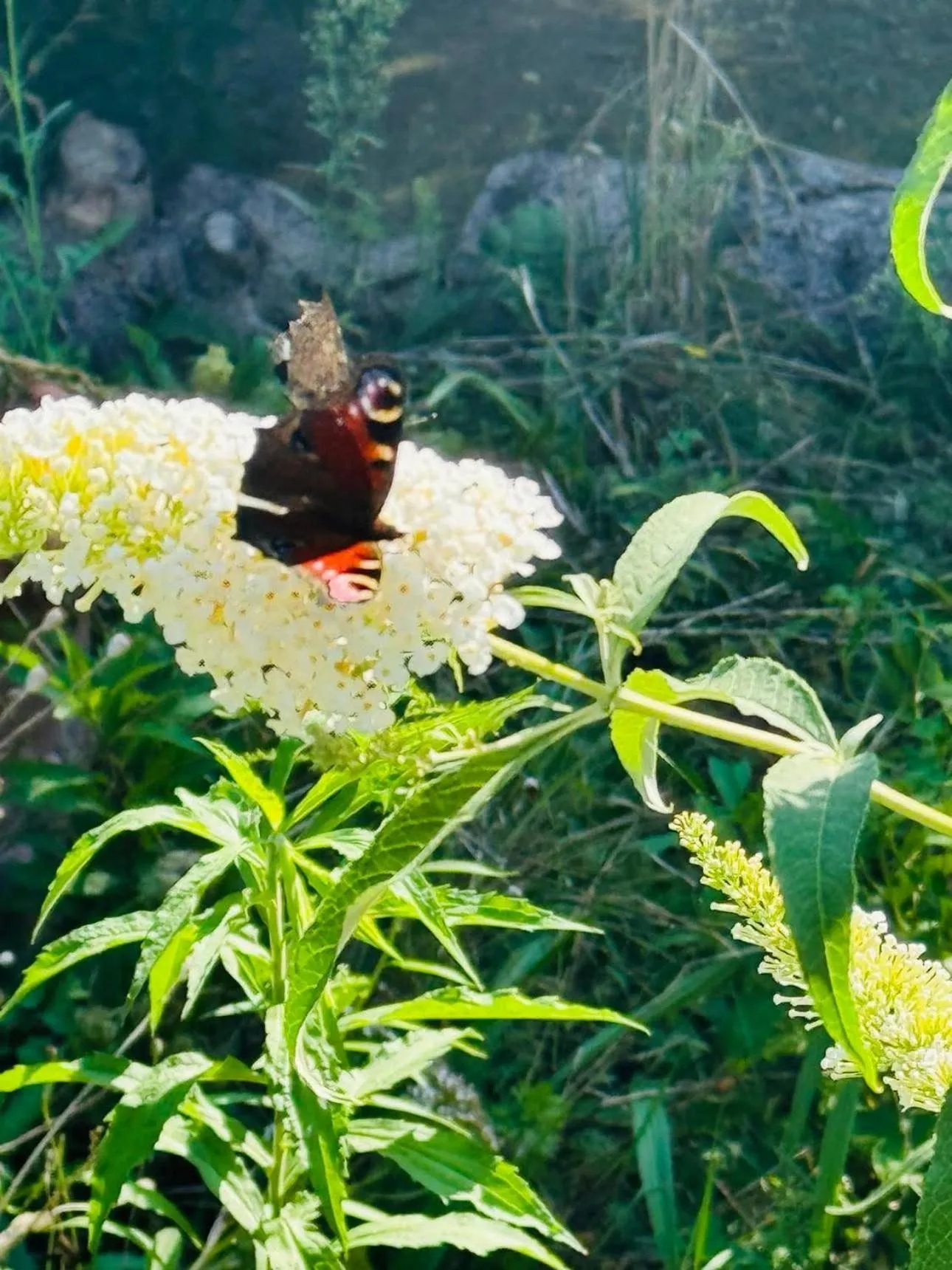 Natural landscape in Panorama BH