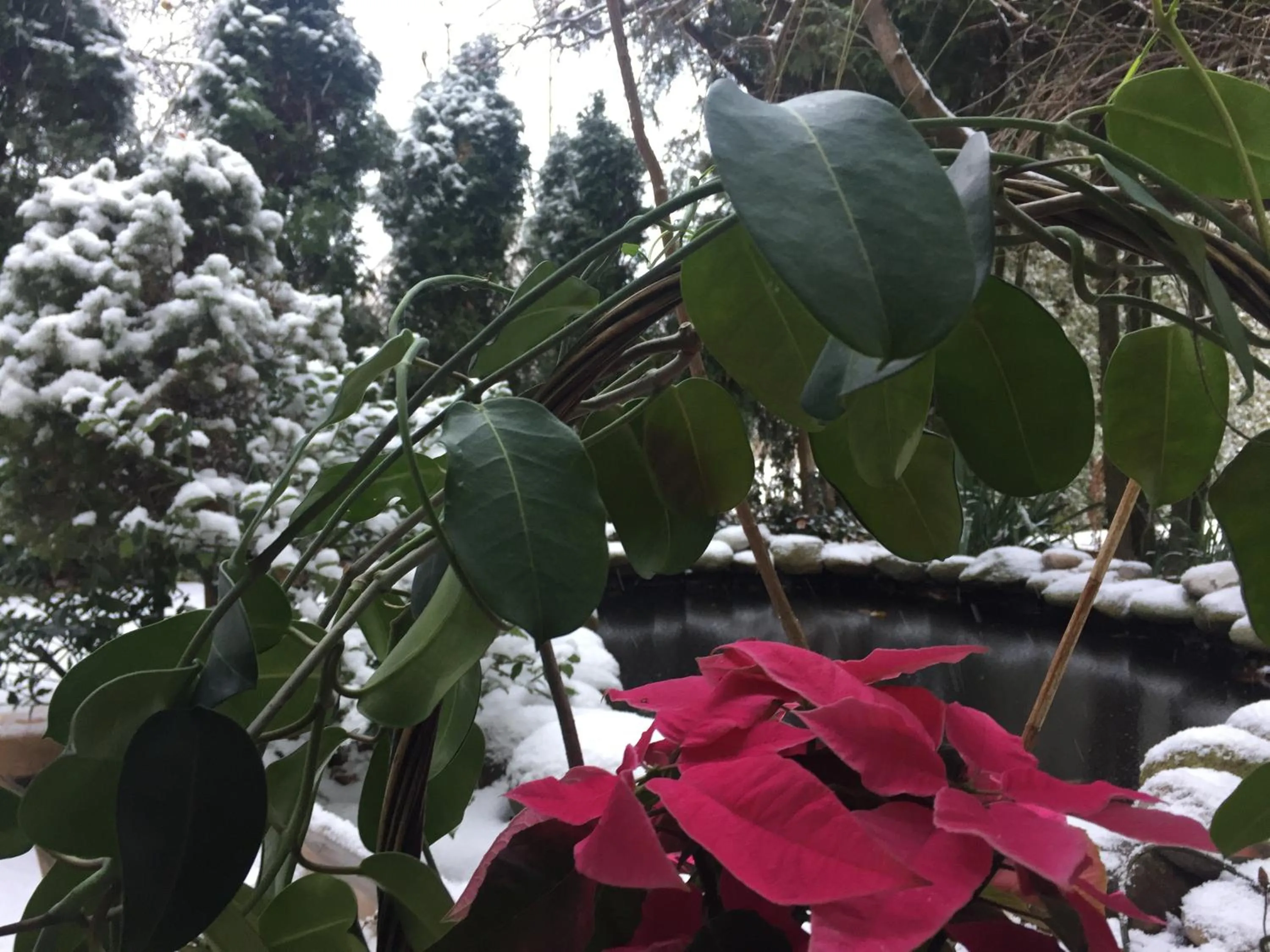 Garden in Panorama BH