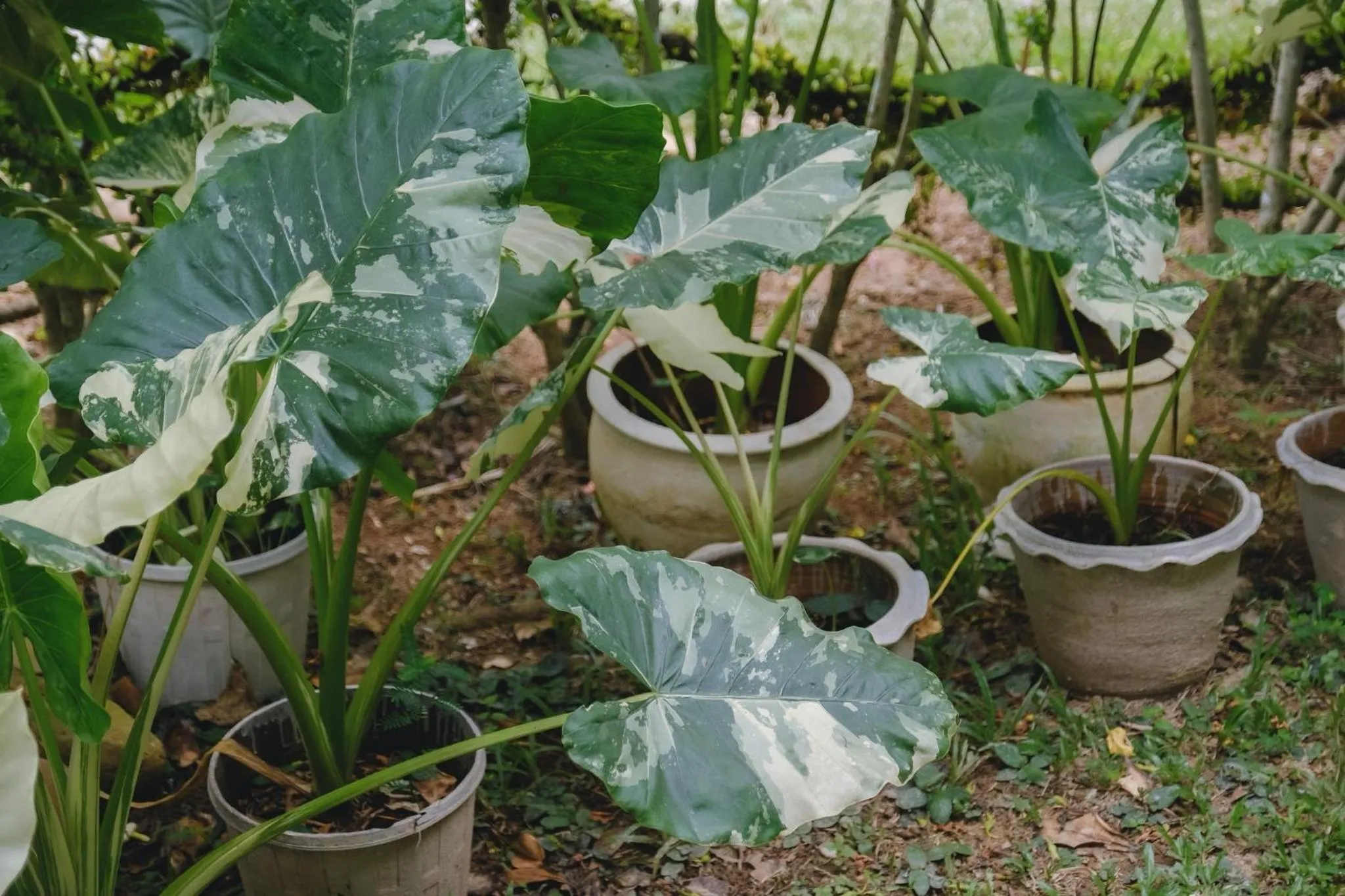 Garden in Villa Varich