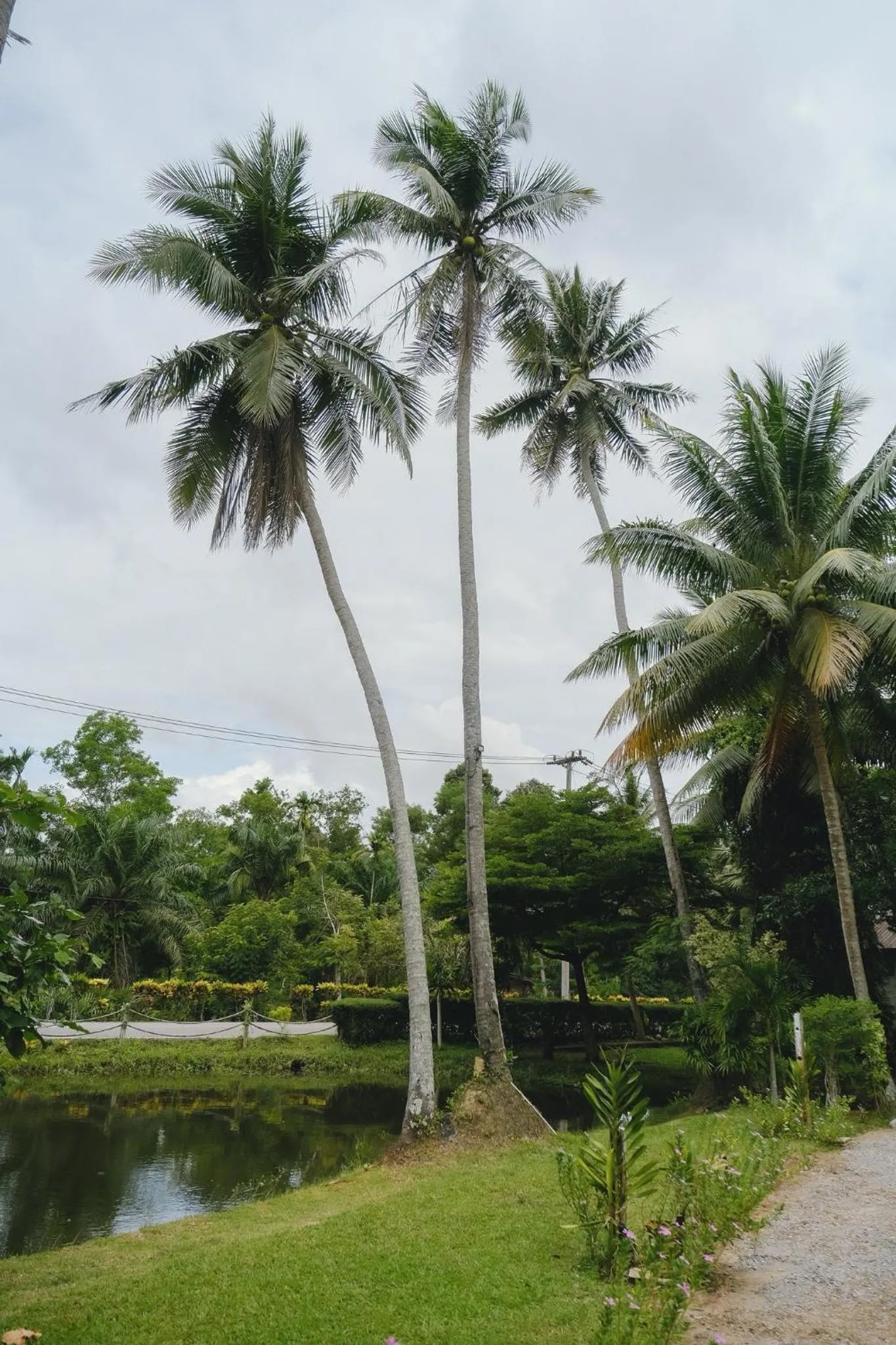 Garden in Villa Varich