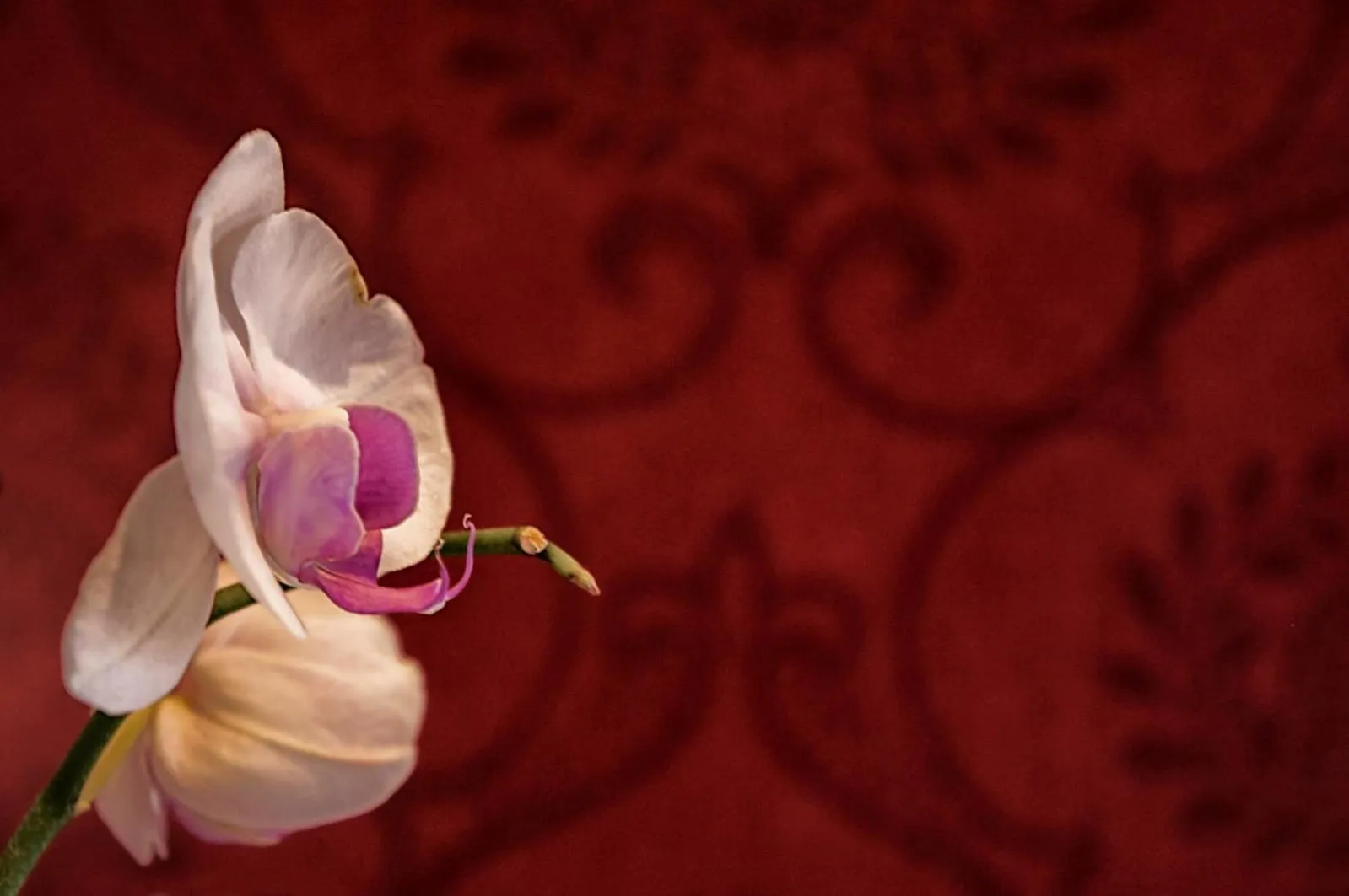 Decorative detail in Hostel Lybeer Bruges