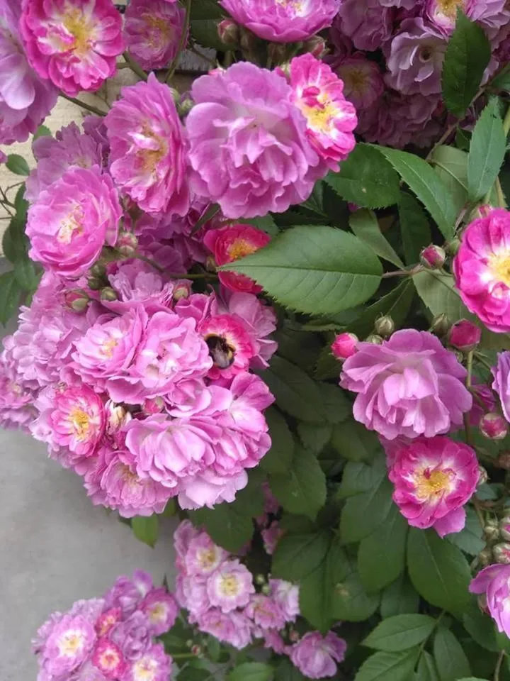 Garden view in De Blauwe Maaten