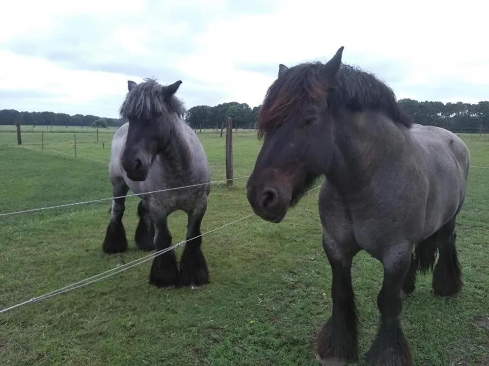 Animals in De Blauwe Maaten