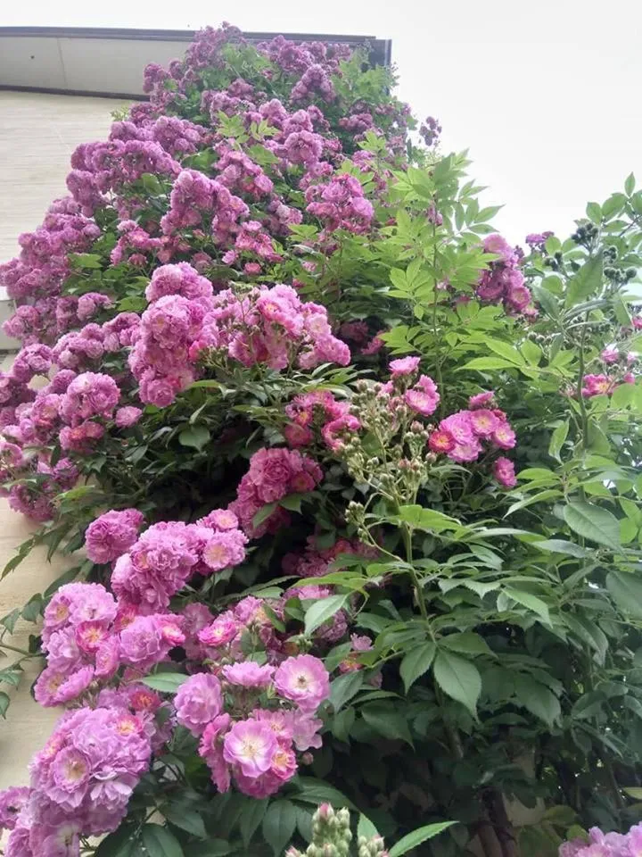 Facade/entrance in De Blauwe Maaten