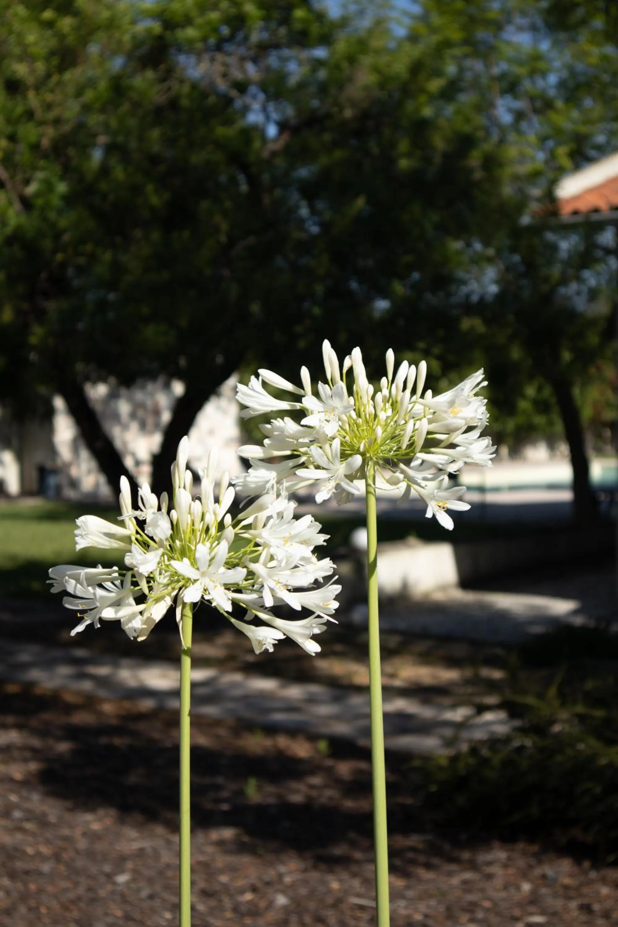 Garden in Aires da Serra Hotel