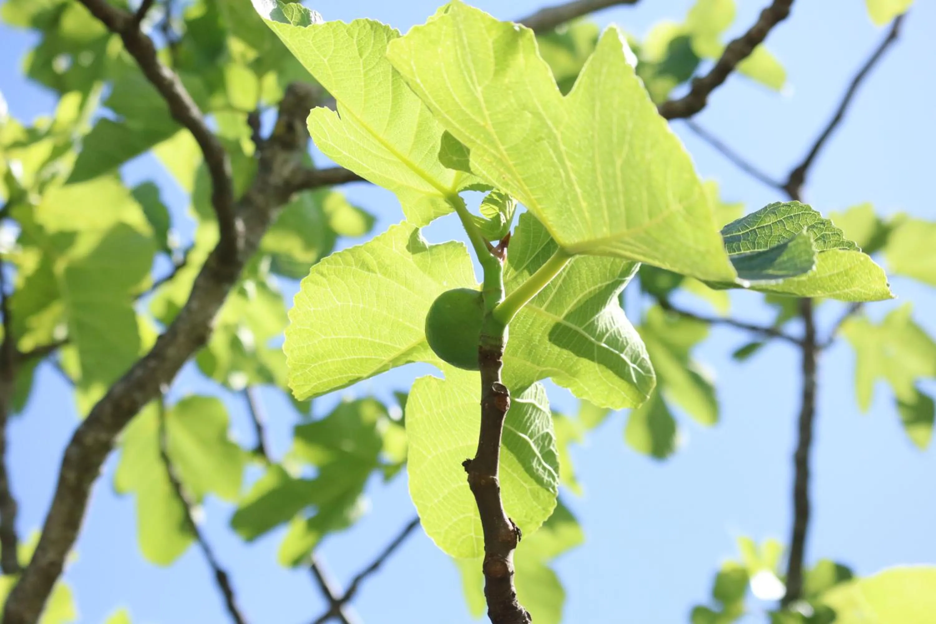 Garden in Aires da Serra Hotel