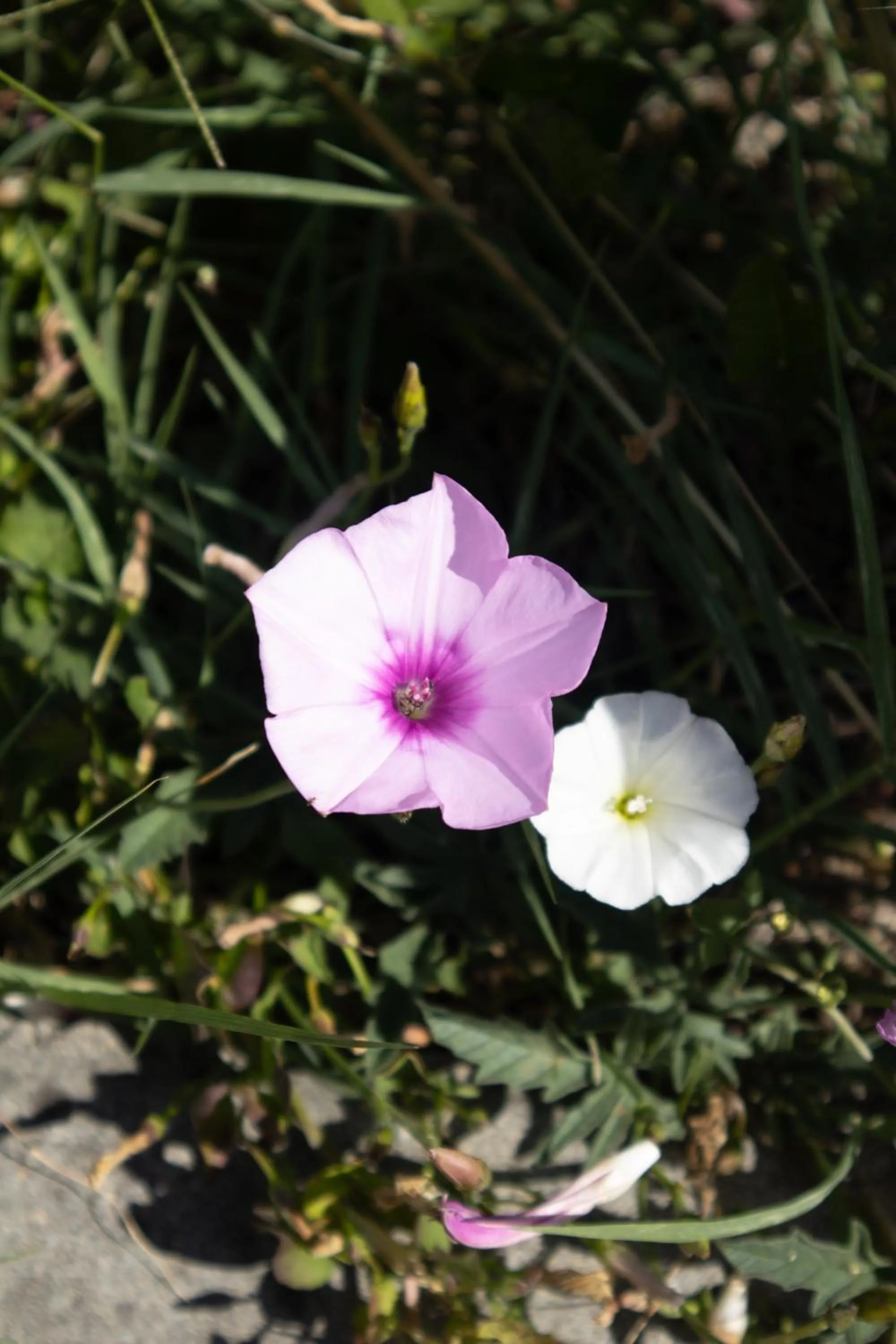 Garden in Aires da Serra Hotel