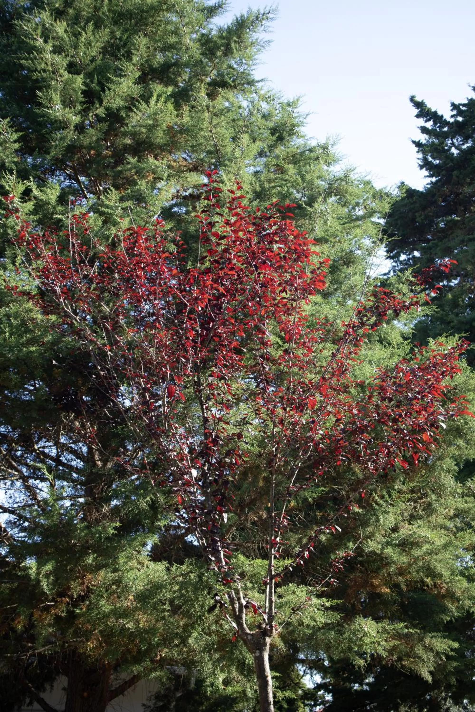 Garden in Aires da Serra Hotel