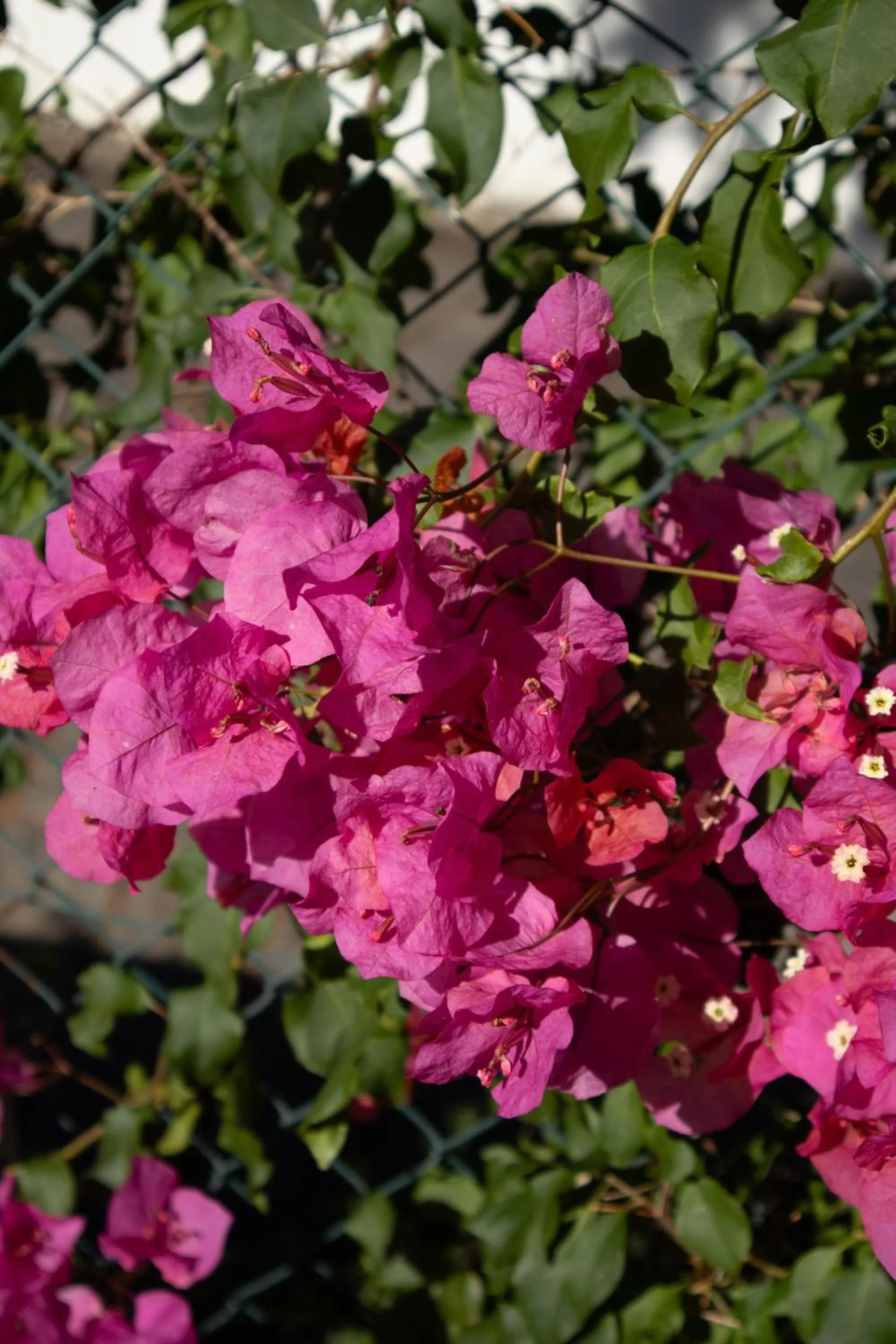 Garden in Aires da Serra Hotel