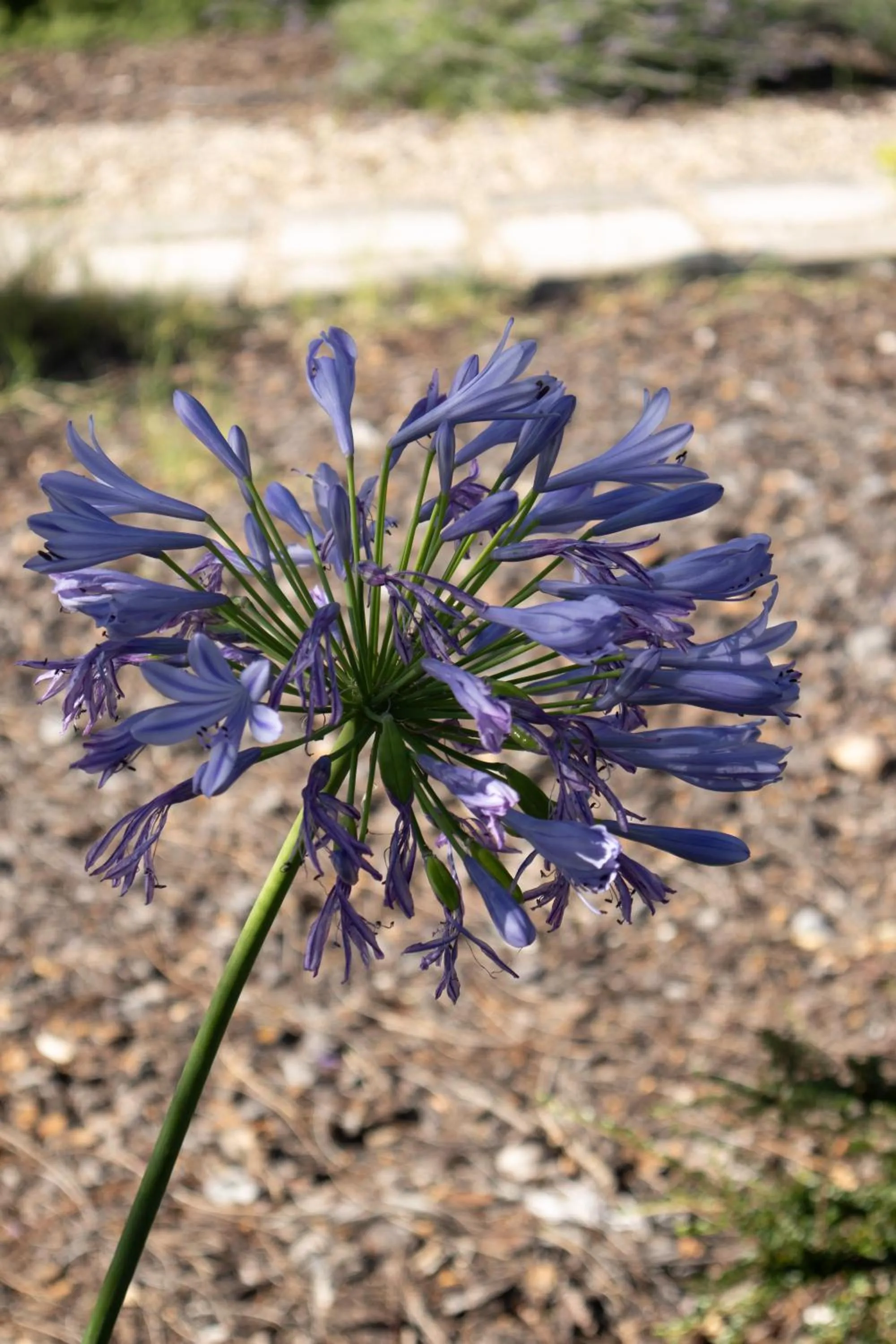 Garden in Aires da Serra Hotel