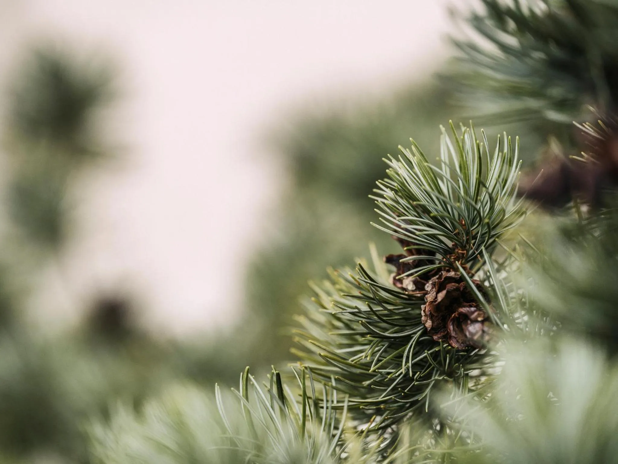 Natural landscape in Apparthotel "Landhaus Veronika"
