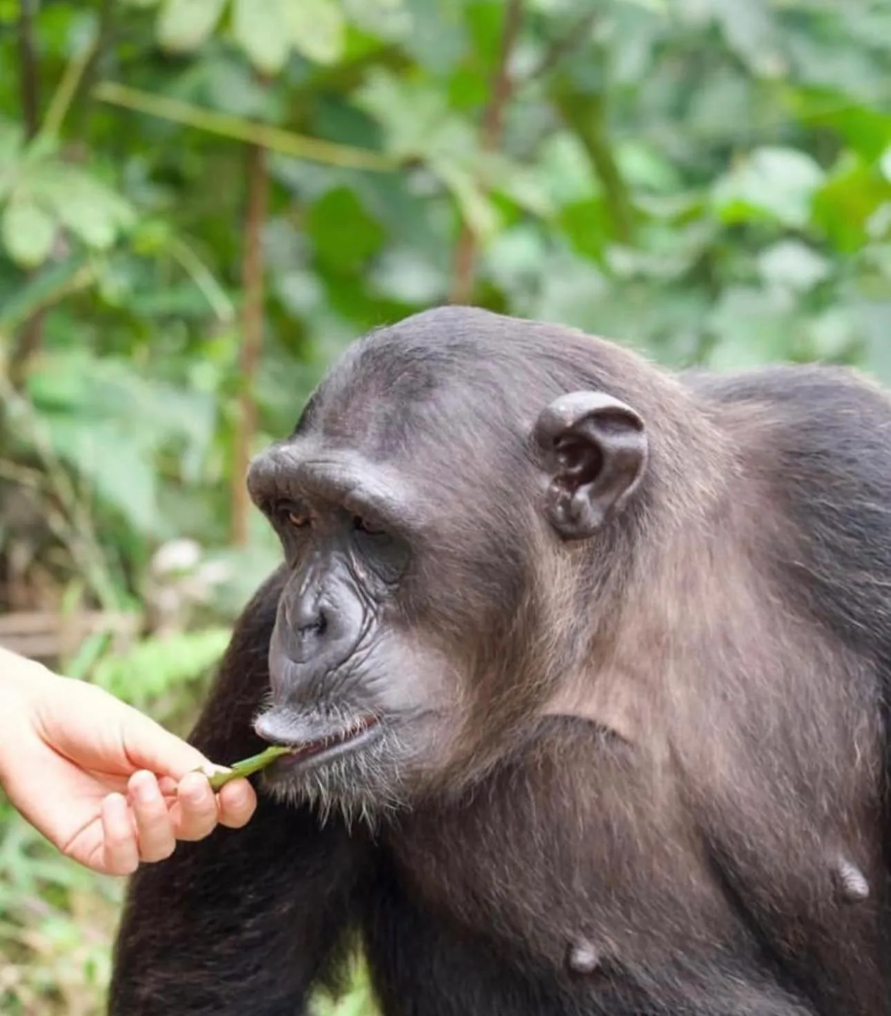 Natural landscape in Grand Hotel Djibloho