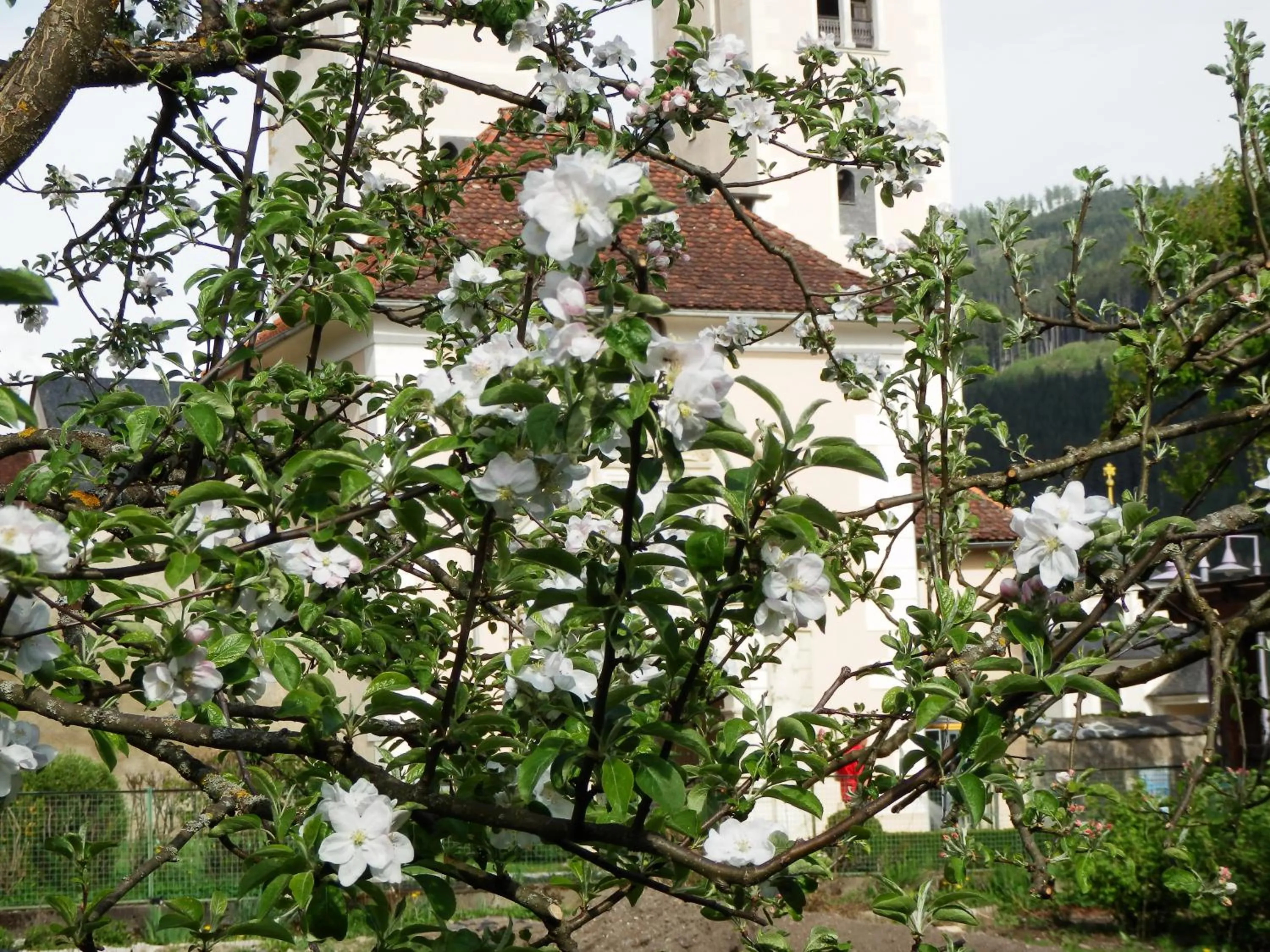 Garden in Kronenwirt