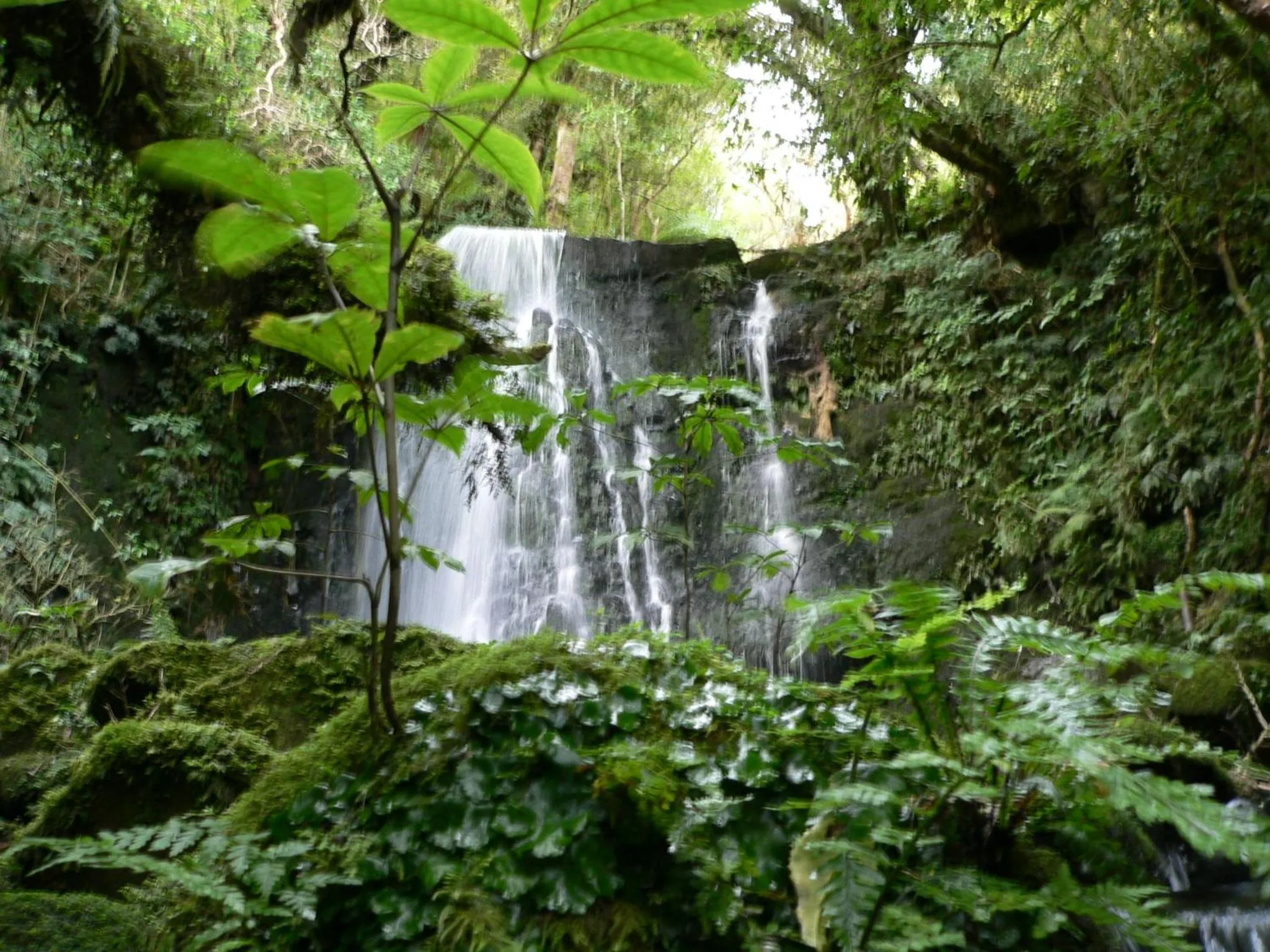 Natural landscape in Surat Bay Lodge, Motel and Backpackers