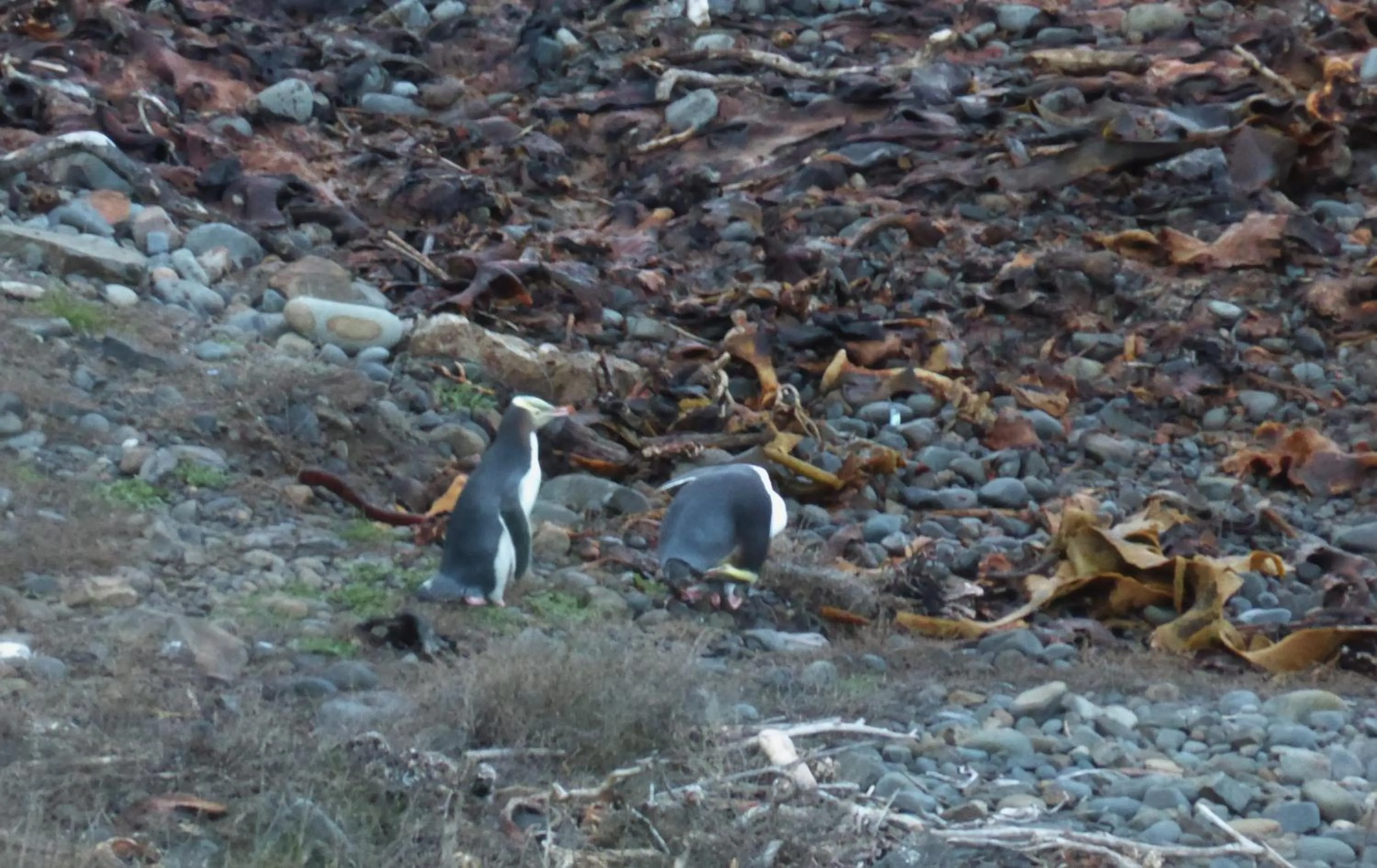 Spring in Surat Bay Lodge, Motel and Backpackers
