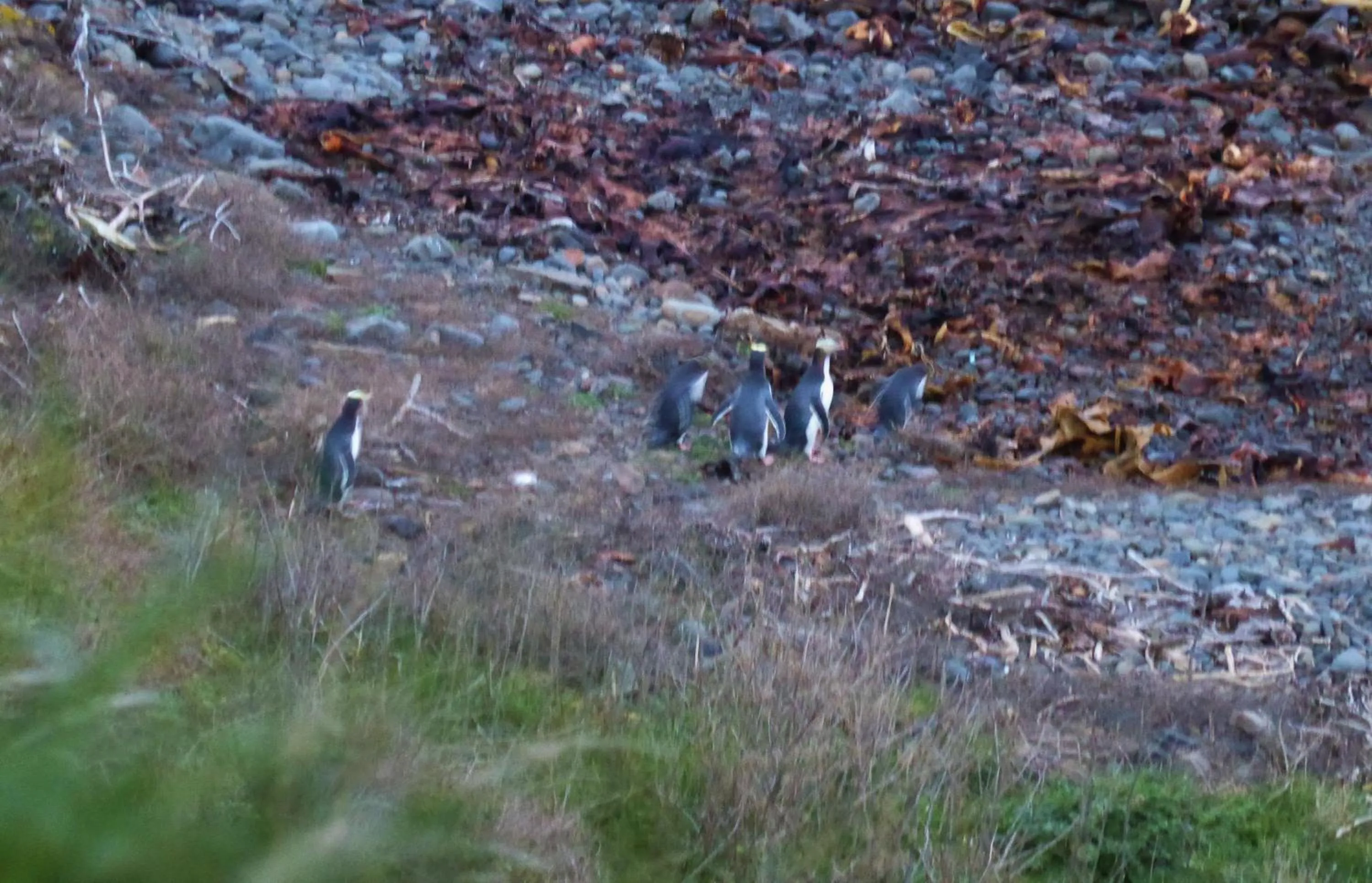 Natural landscape in Surat Bay Lodge, Motel and Backpackers