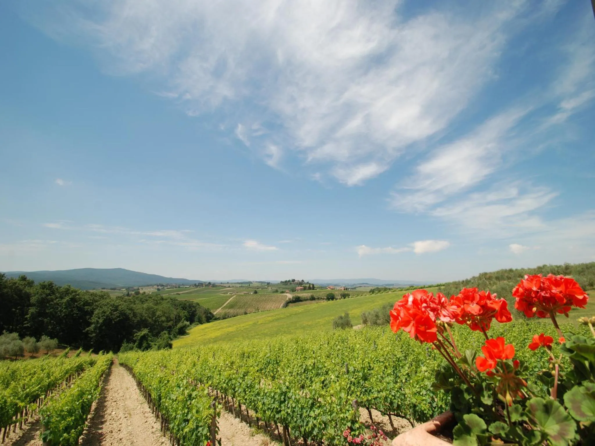 View (from property/room) in Il Poderino