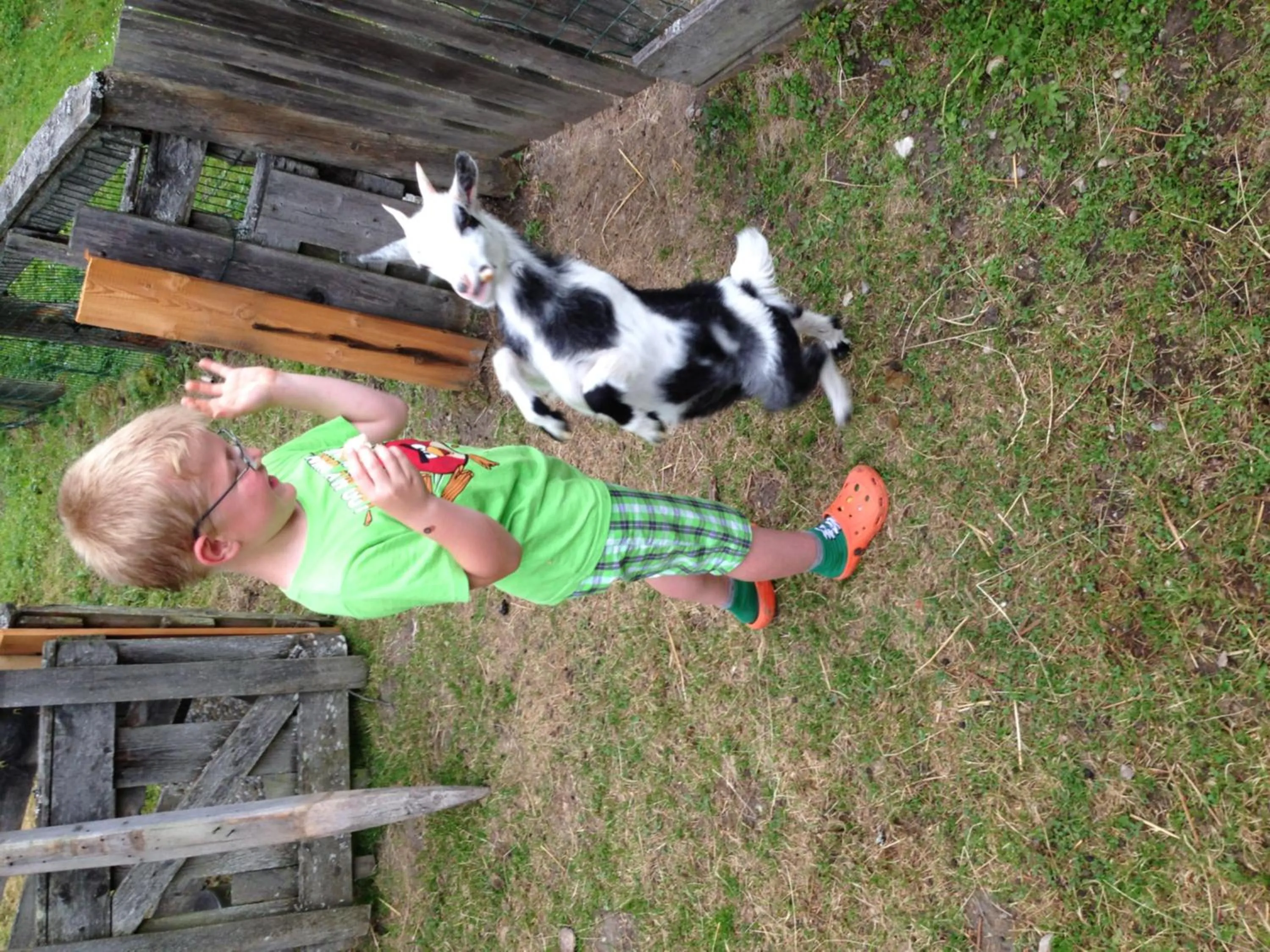 Animals in Hotel Hammerwirt - Forellenhof