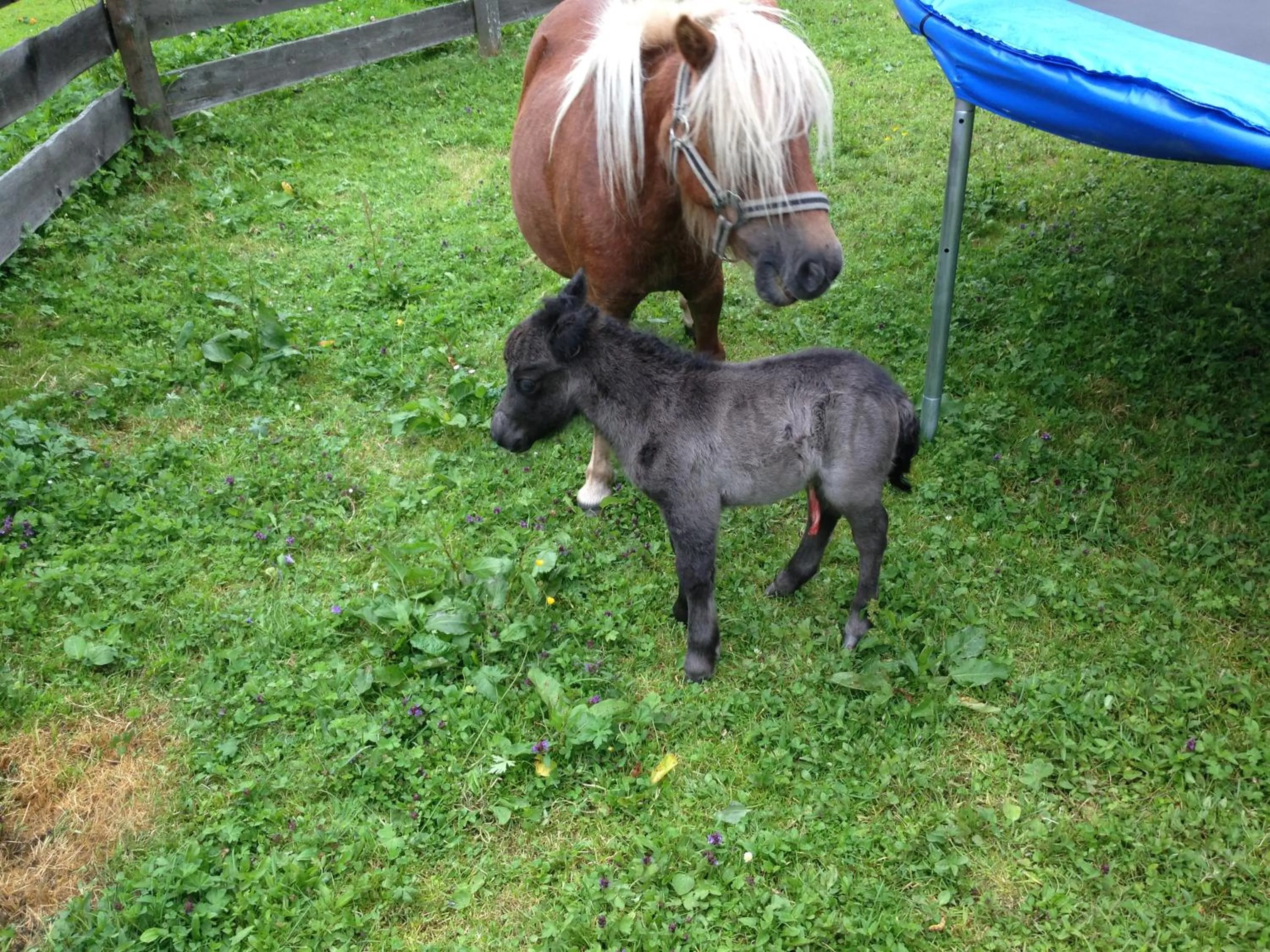 Animals in Hotel Hammerwirt - Forellenhof