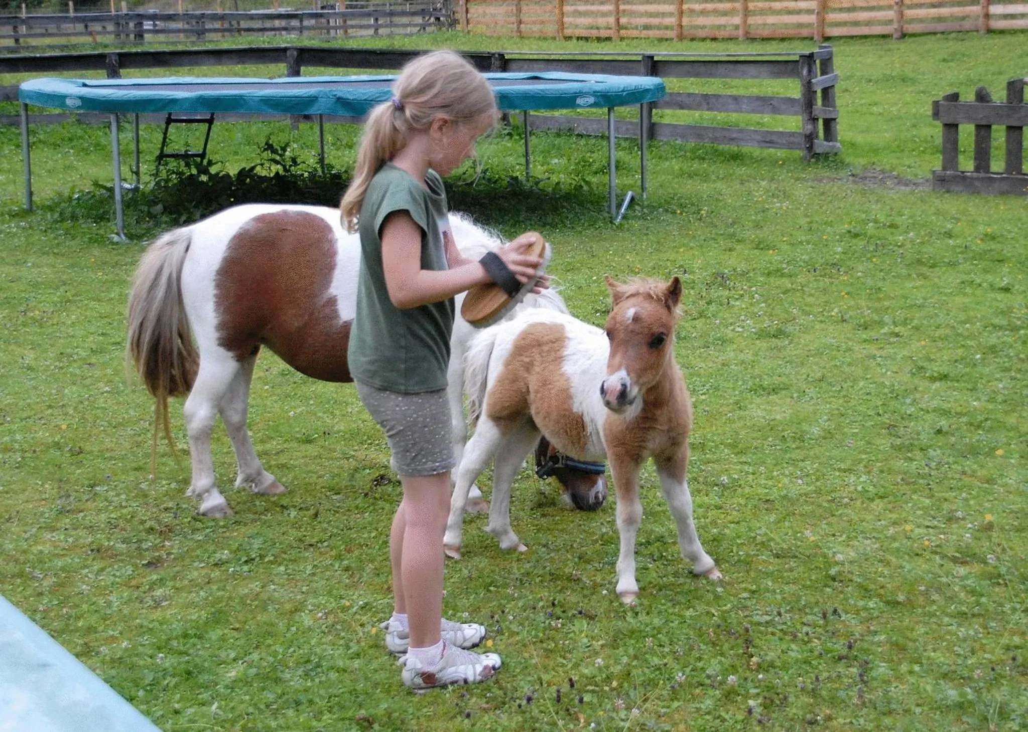 Animals in Hotel Hammerwirt - Forellenhof