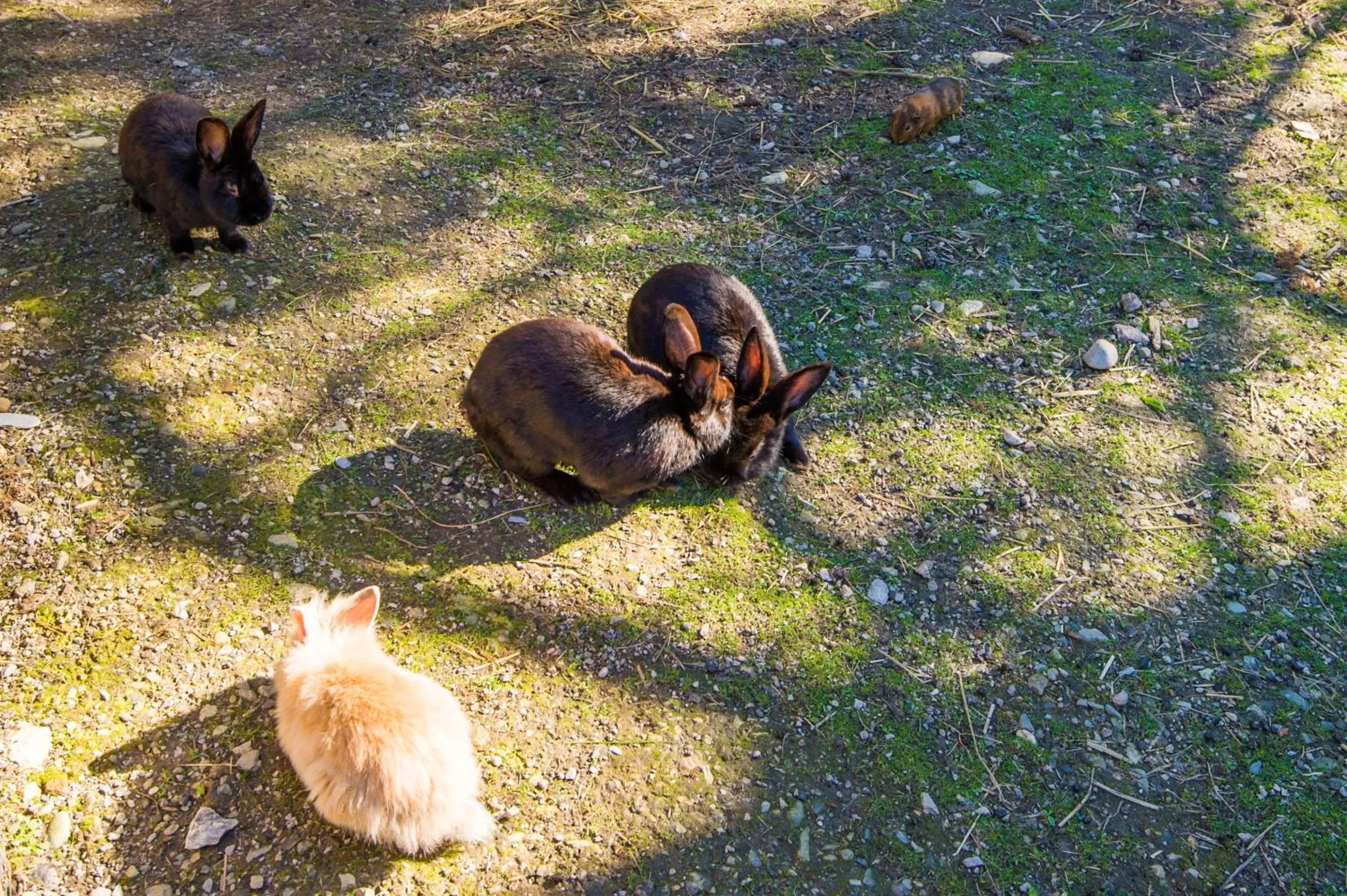 Animals in Hotel Hammerwirt - Forellenhof