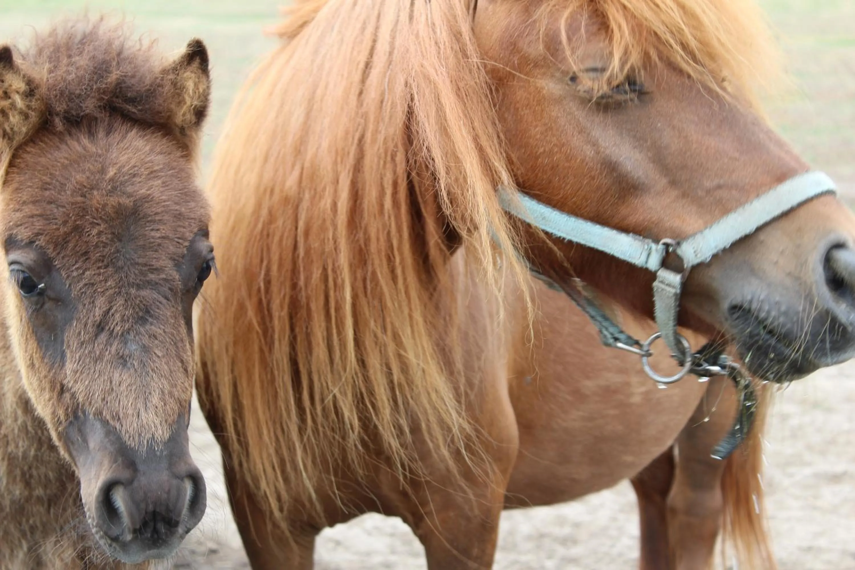 Animals in Feniks Agro&Spa Adults Only