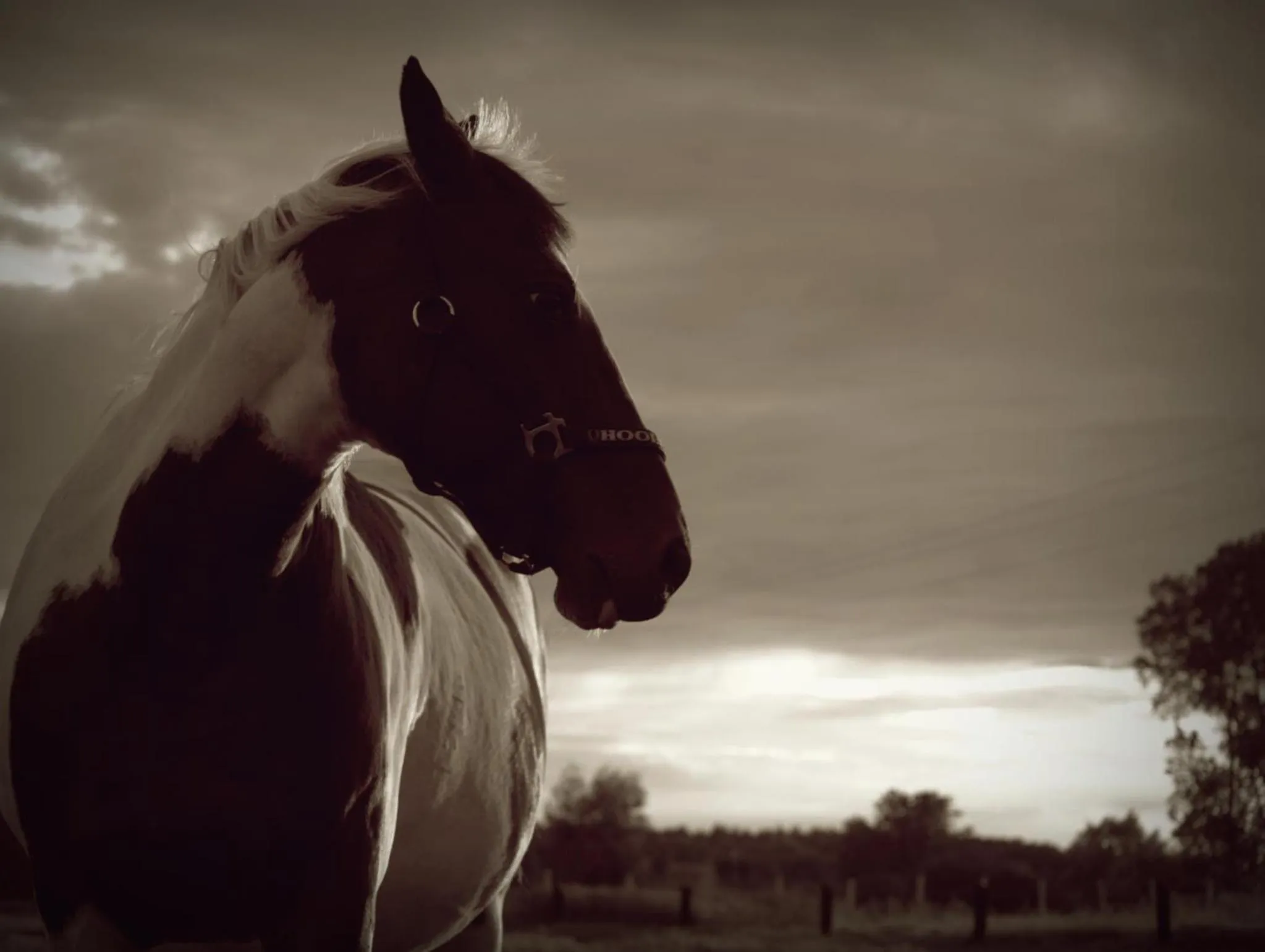 Horse-riding in Feniks Agro&Spa Adults Only