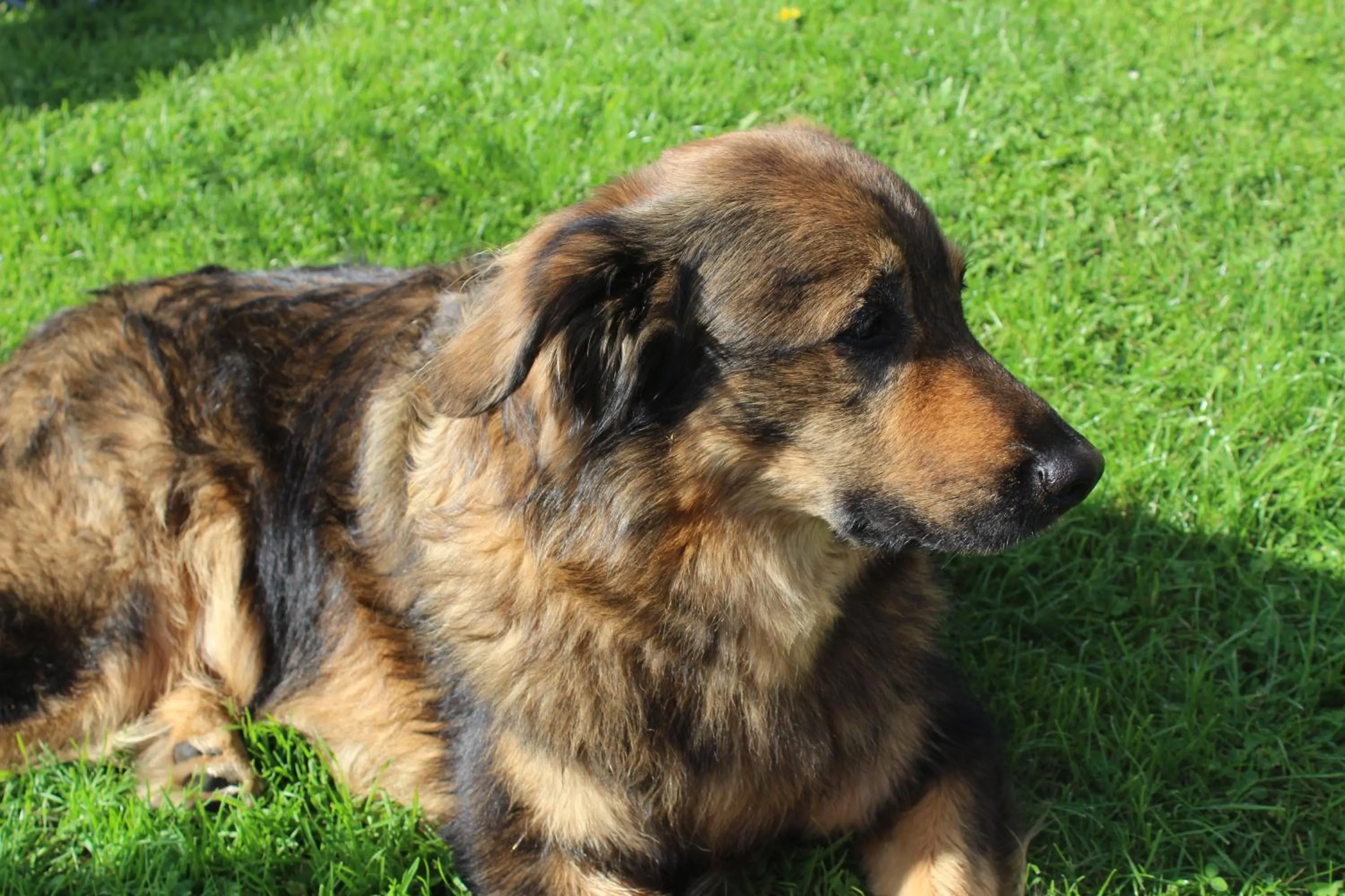 Pets in Feniks Agro&Spa Adults Only