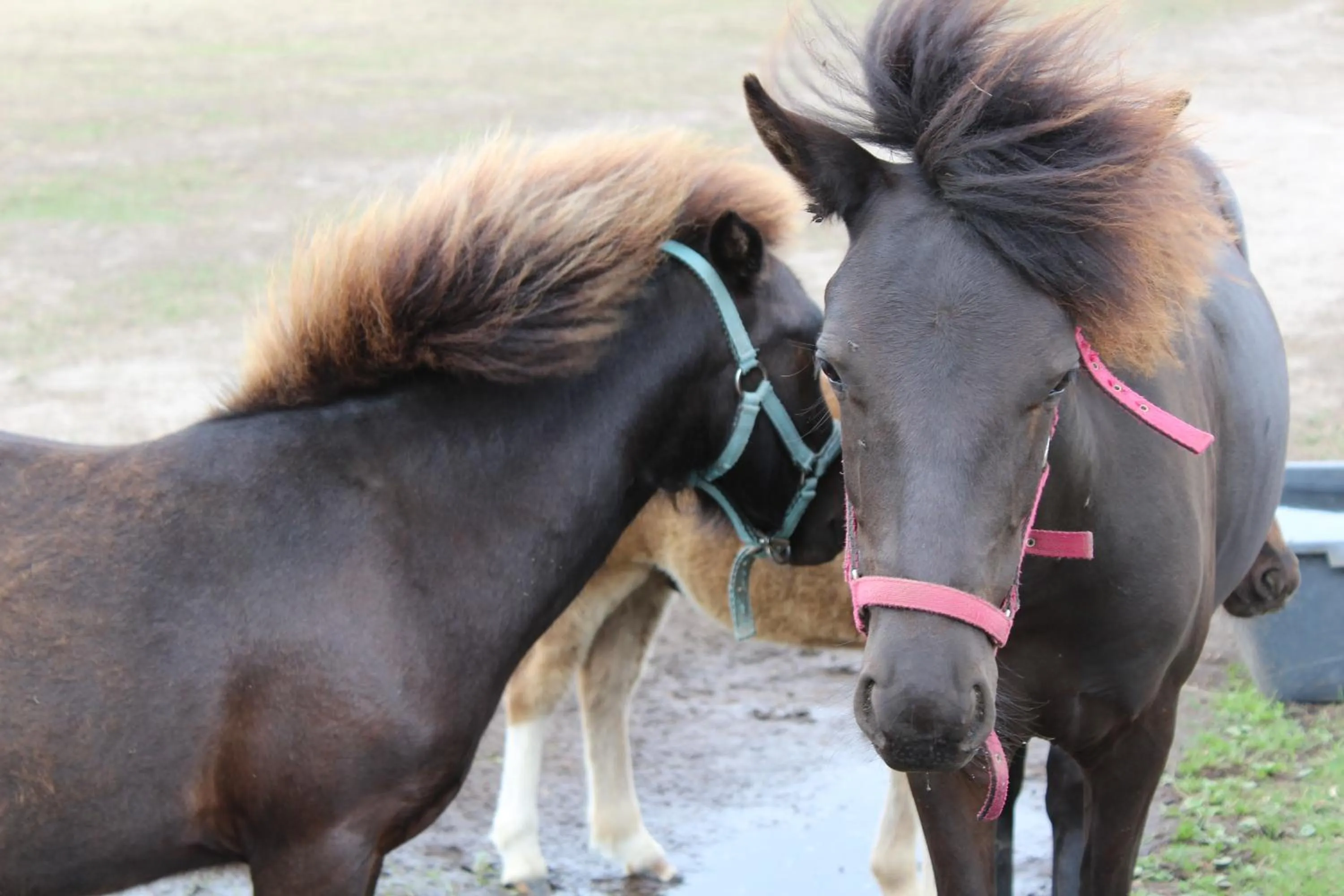 Animals in Feniks Agro&Spa Adults Only