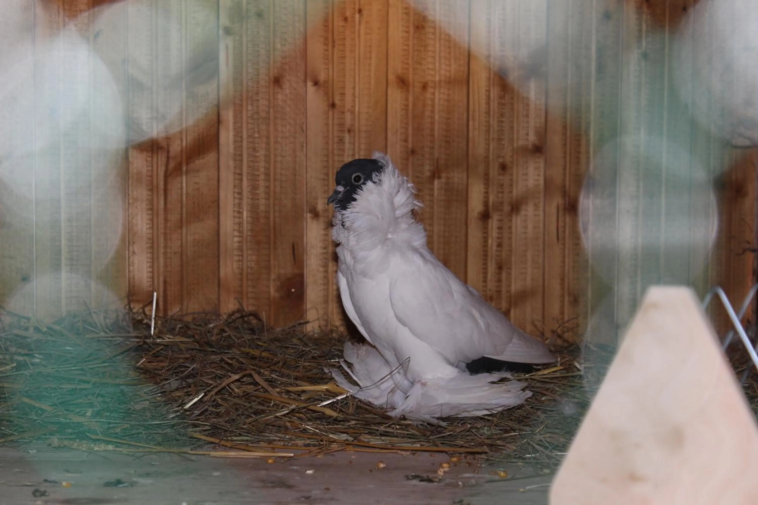 Animals in Feniks Agro&Spa Adults Only