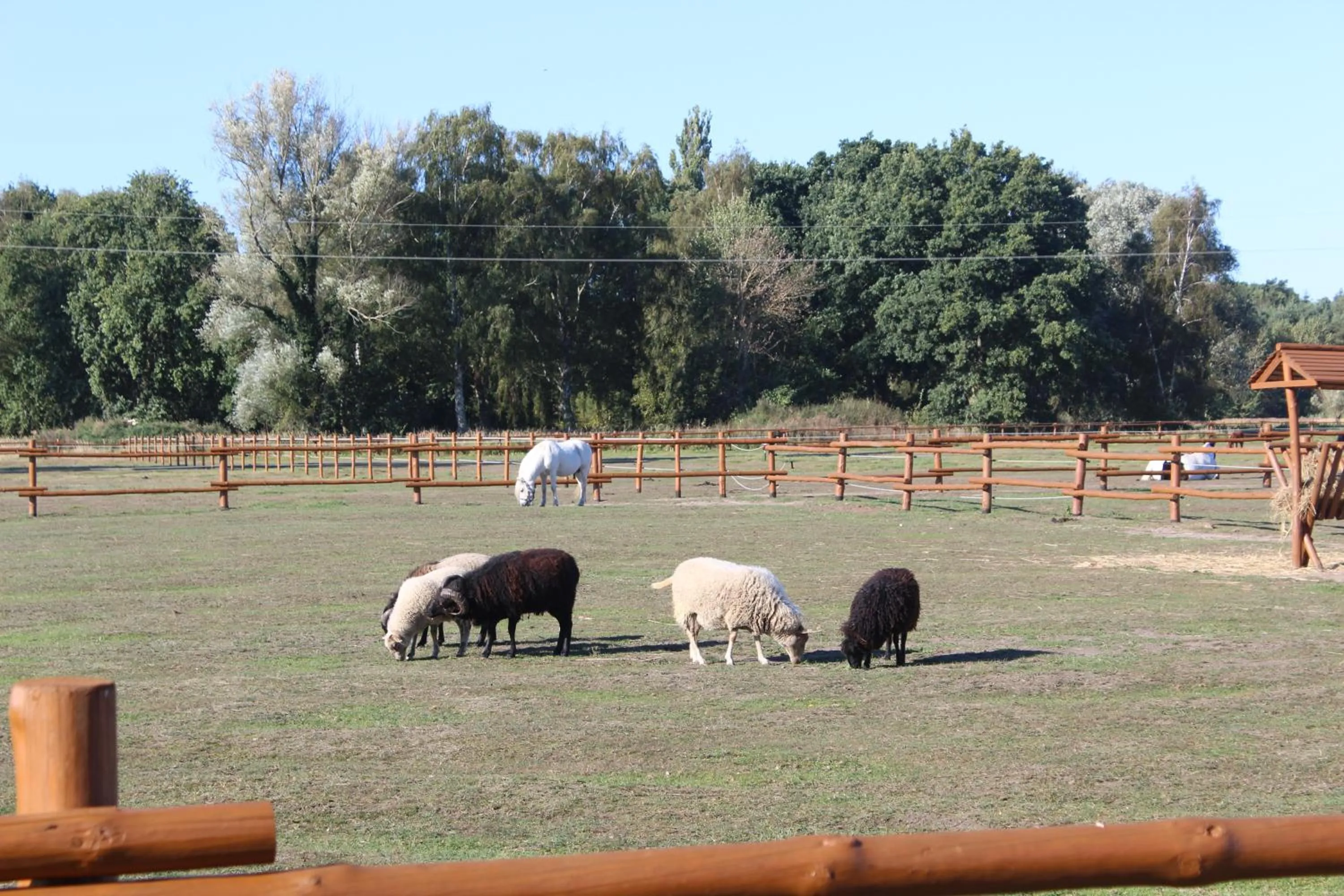 Animals in Feniks Agro&Spa Adults Only