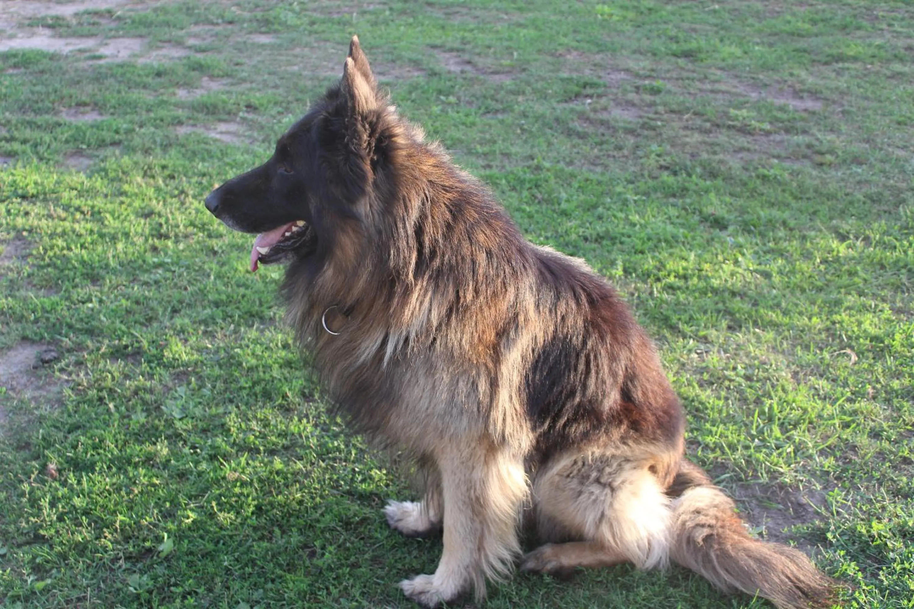 Pets in Feniks Agro&Spa Adults Only