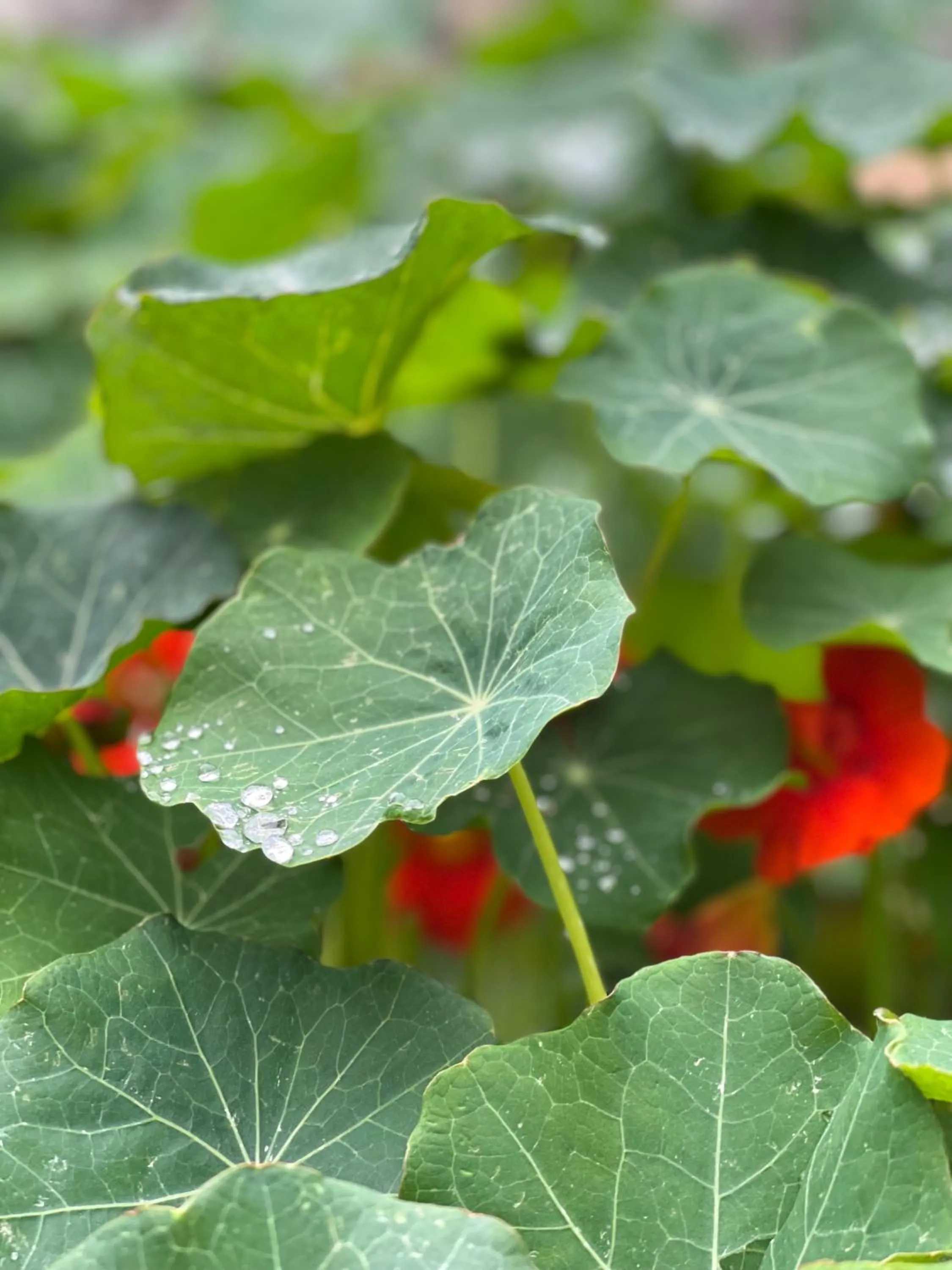 Garden in Hotel Villa Edera & La Torretta