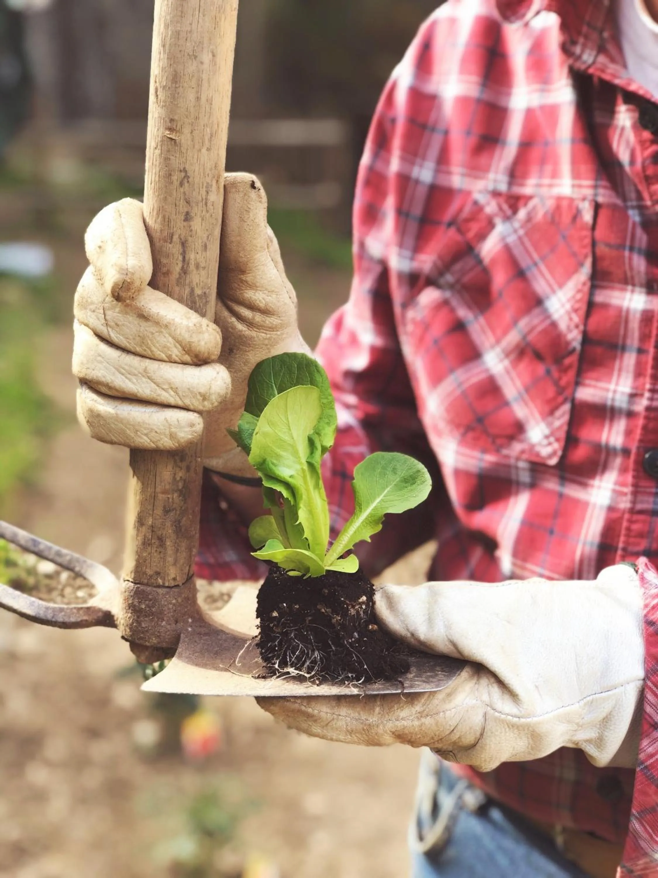 Restaurant/places to eat in Hotel Villa Edera & La Torretta