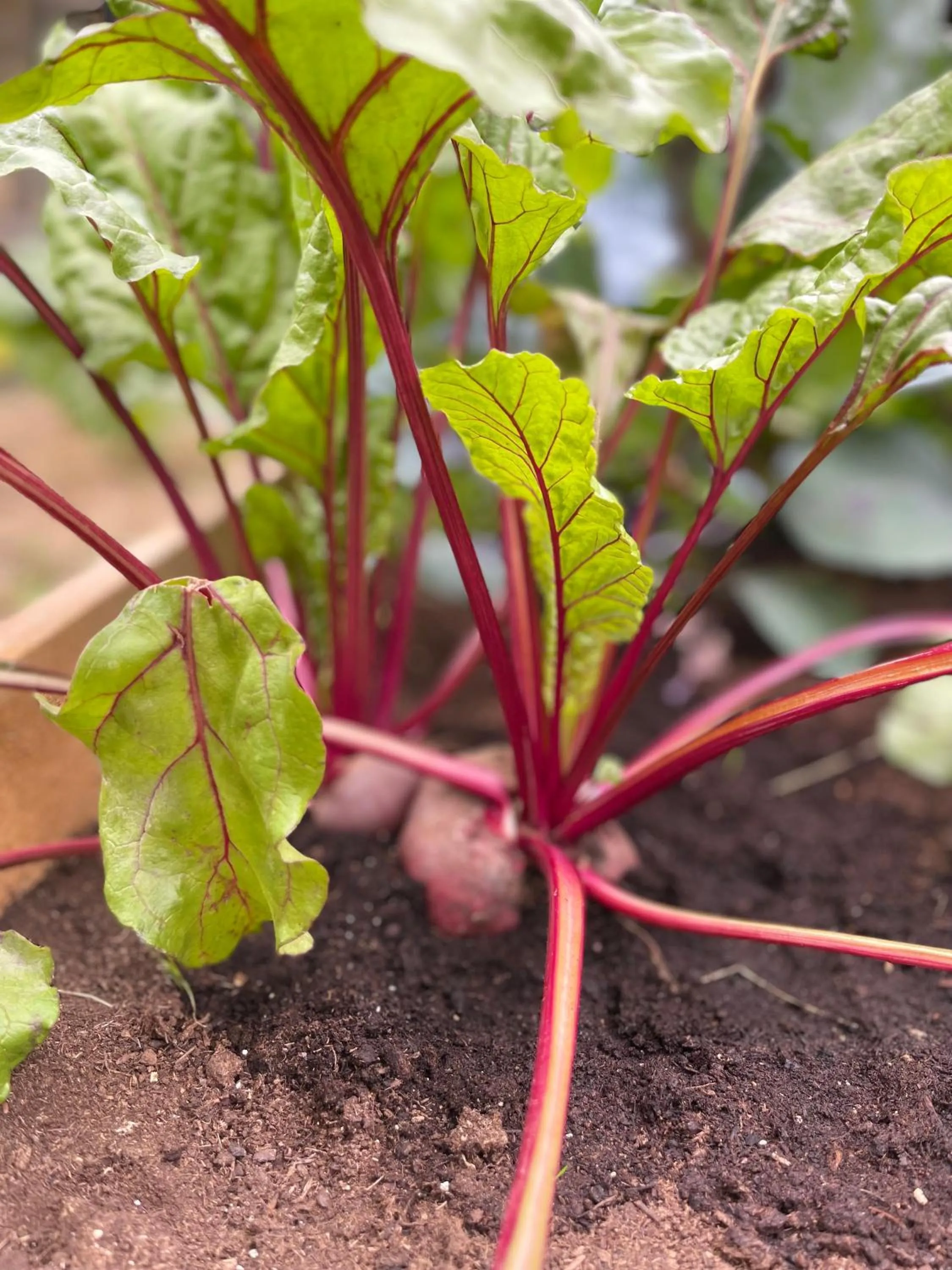 Garden in Hotel Villa Edera & La Torretta