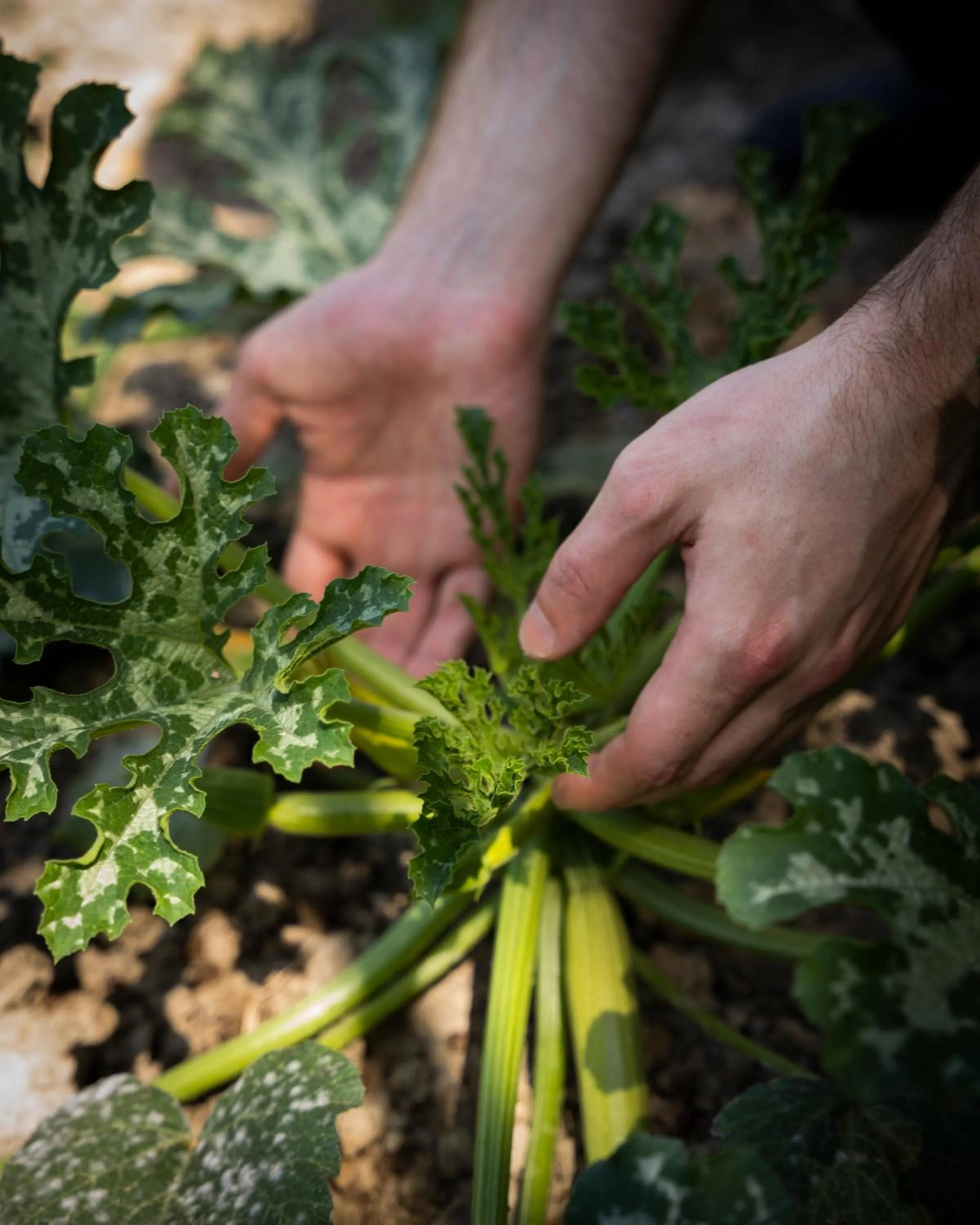 Garden in Hotel Villa Edera & La Torretta