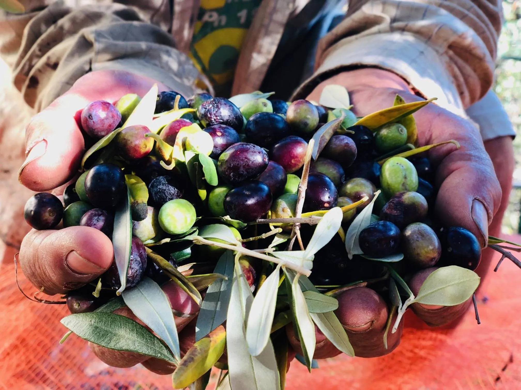 Garden in Hotel Villa Edera & La Torretta