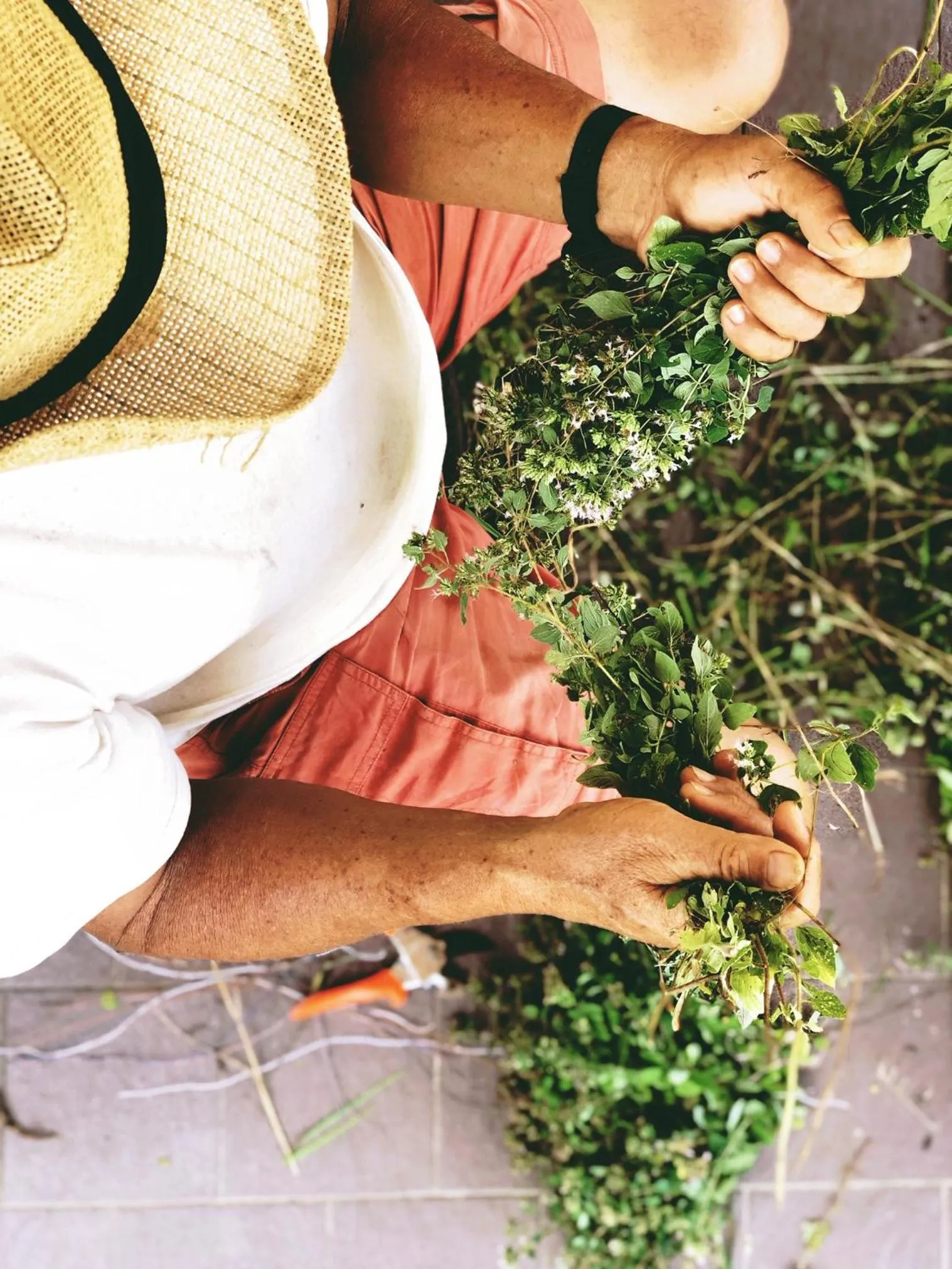 Garden in Hotel Villa Edera & La Torretta