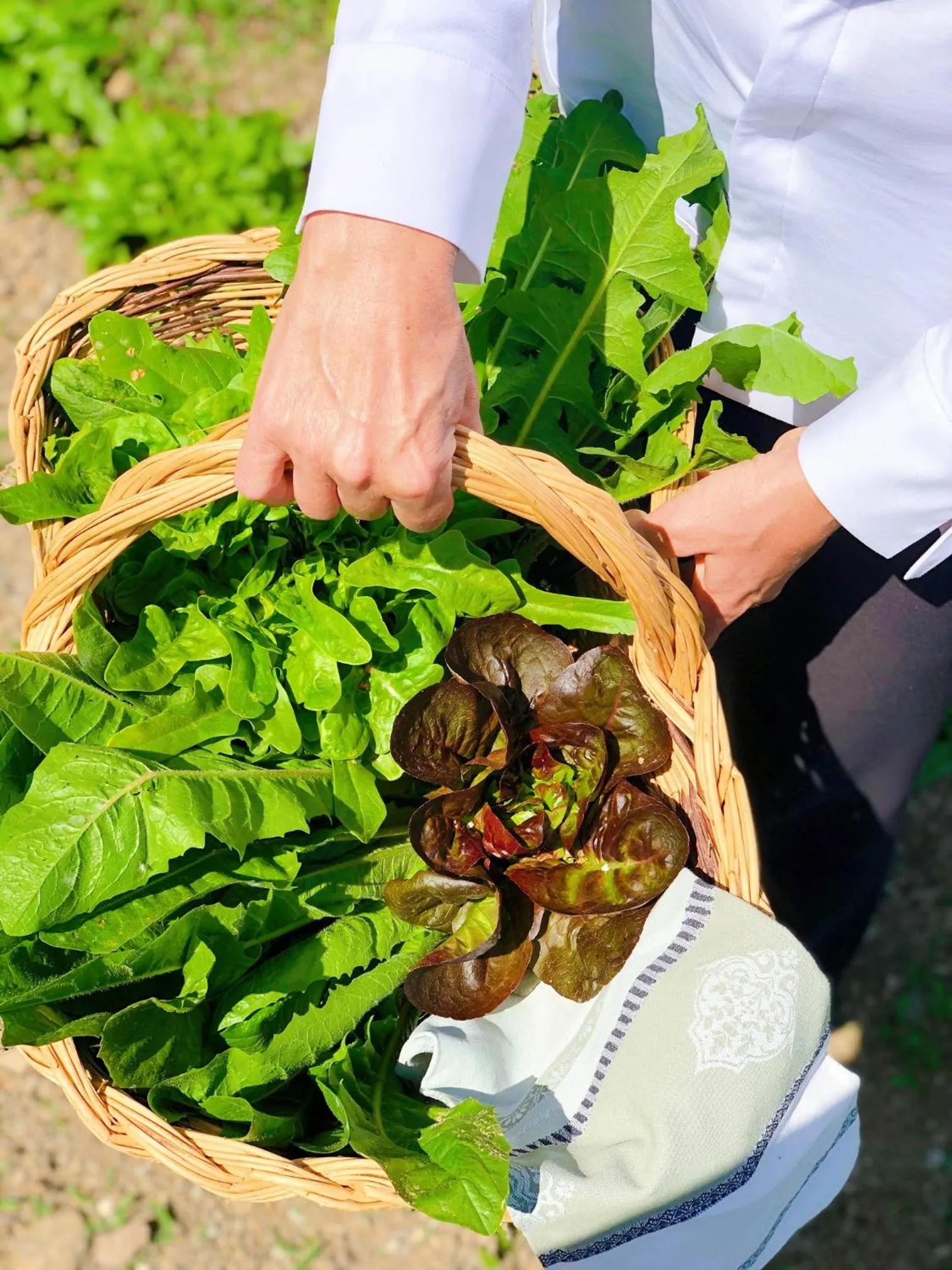 Restaurant/places to eat in Hotel Villa Edera & La Torretta