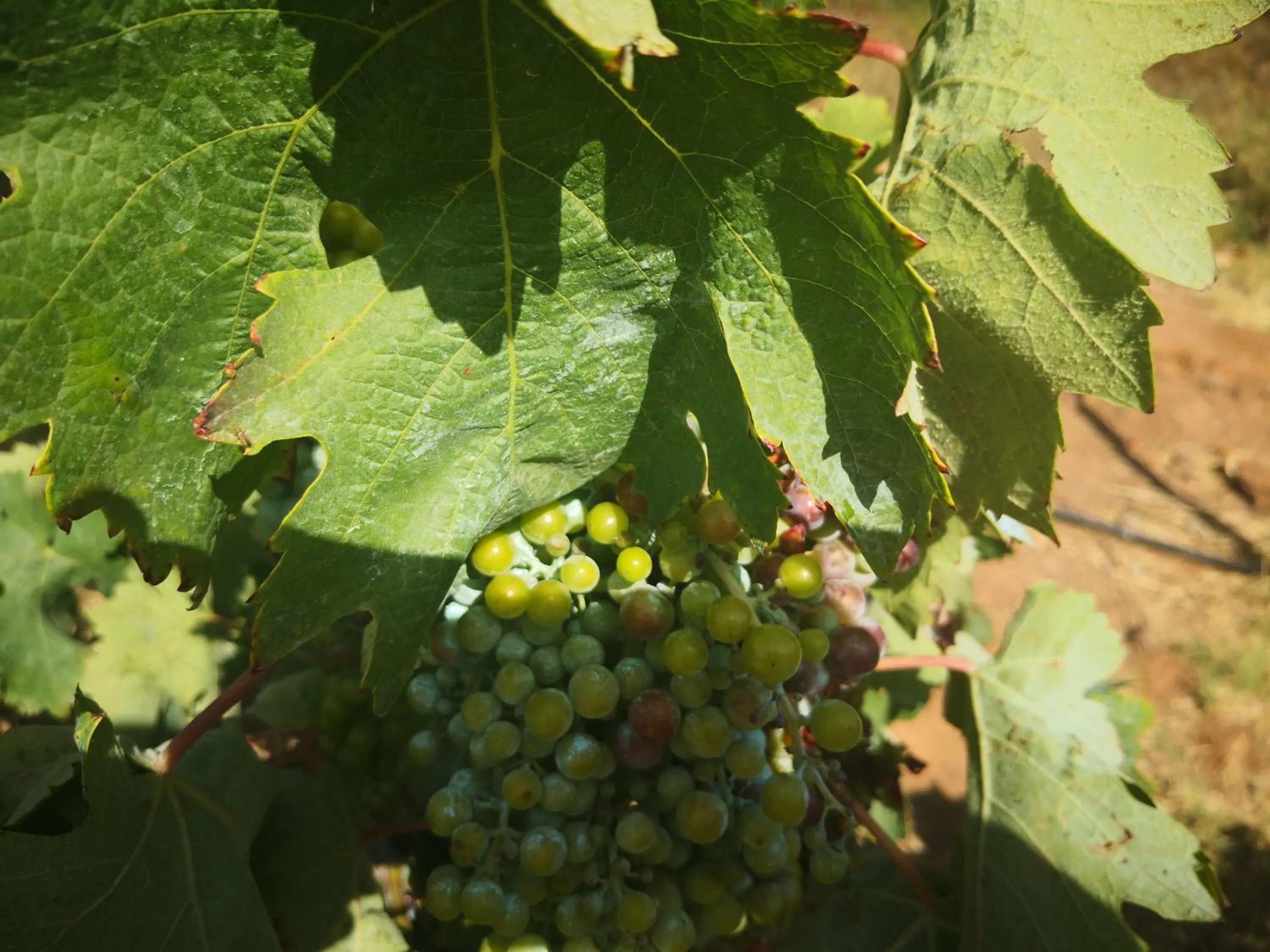 Garden in Cortijo Torreblanca Casa Rural Parque Natural Cabo de Gata