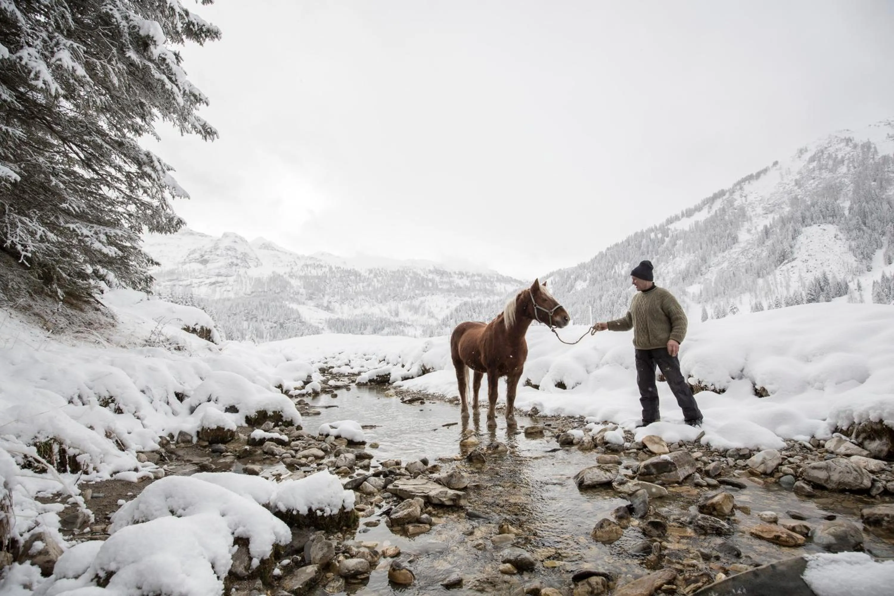 Animals in Hotel Manggei Designhotel Obertauern