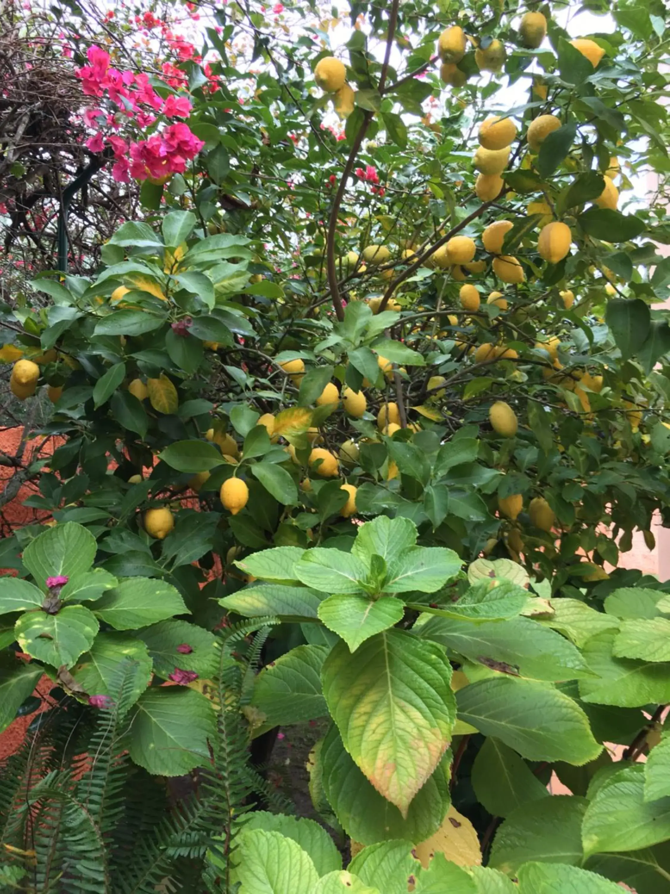 Natural landscape in Canavial I & II Apartamentos Natural landscape in Canavial I & II Apartamentos